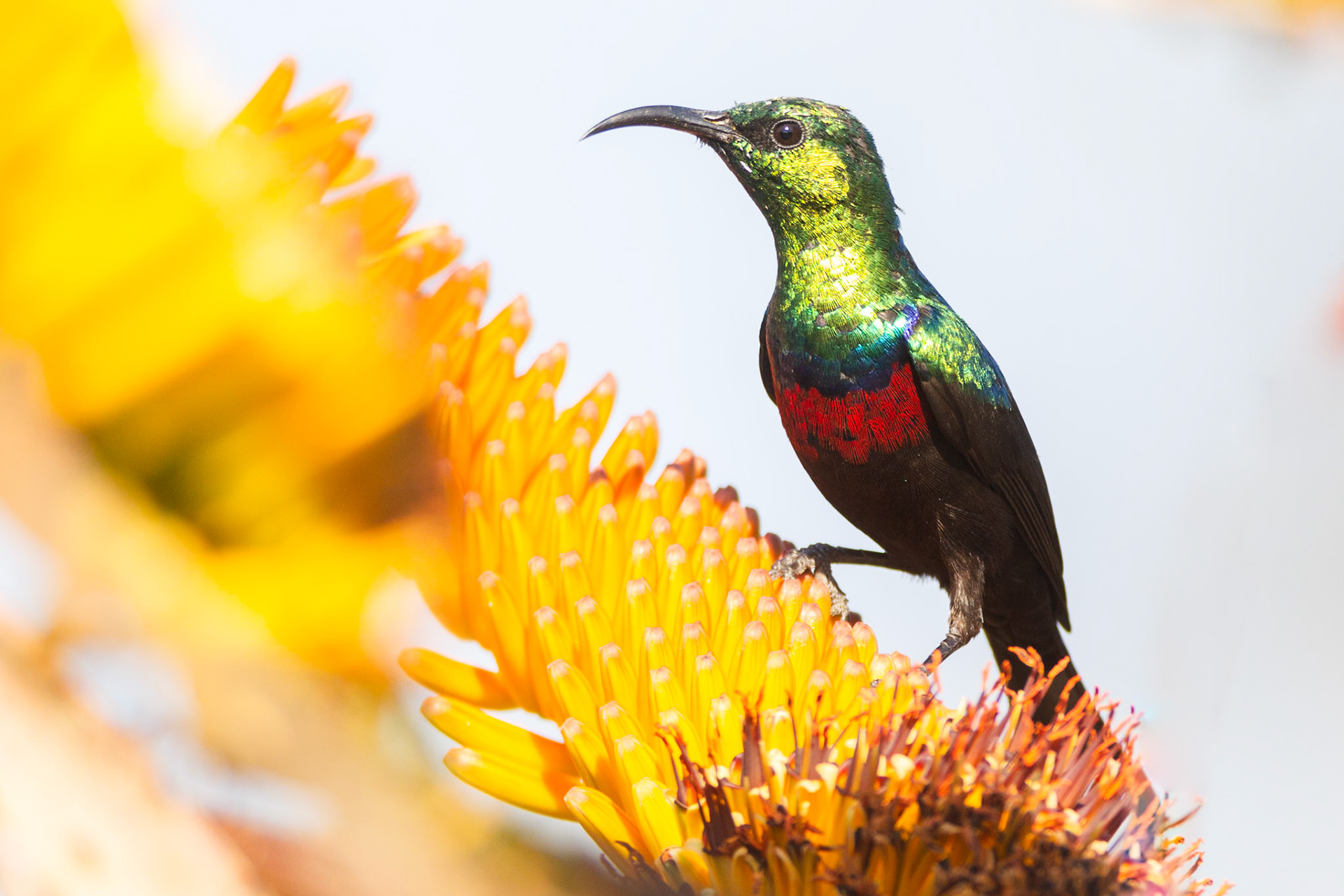 Marico Sunbird (Kruger National Park)