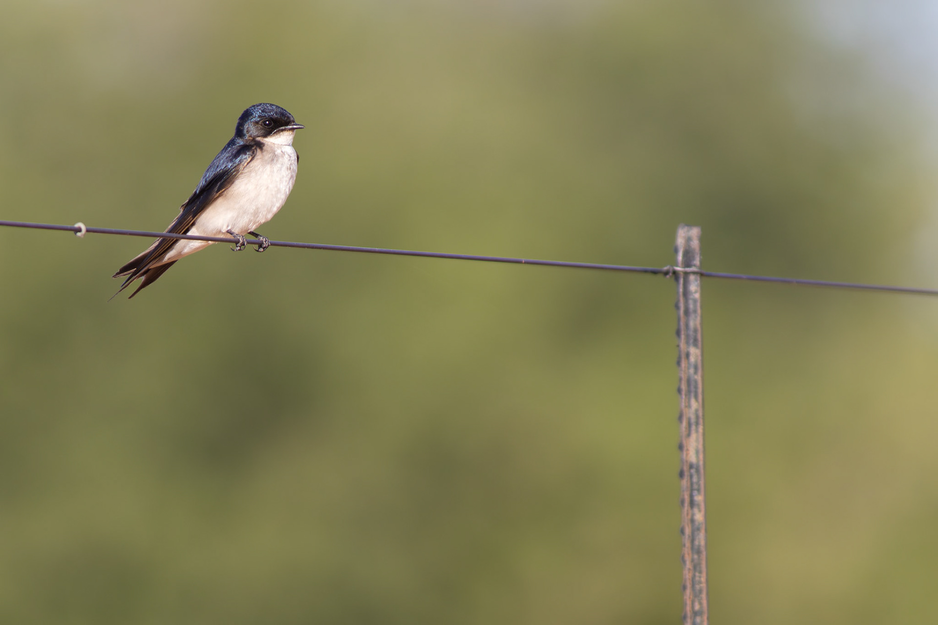 Pearl-breasted Swallow (Lalibela Kalahari Reserve, North West)