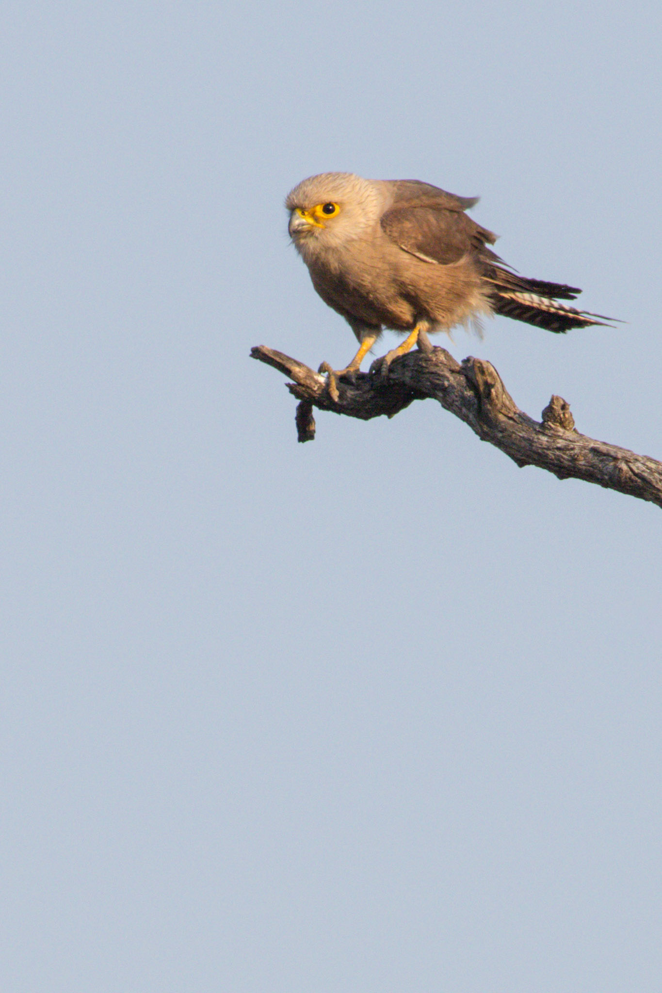 Dickinson's Kestrel (Punda Maria, Kruger National Park)