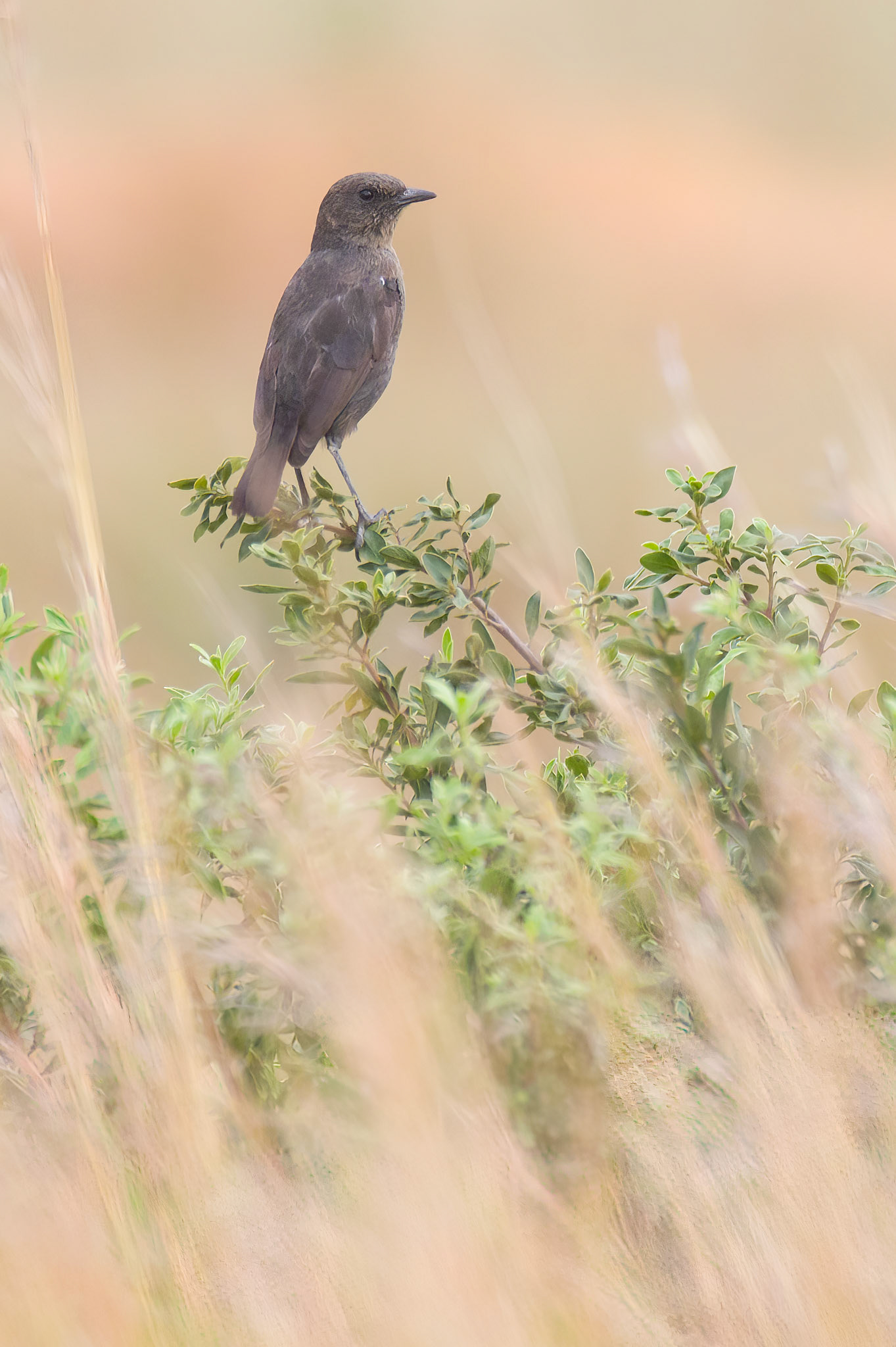 Ant-eating Chat (Suikerbosrand Nature Reserve, Gauteng)