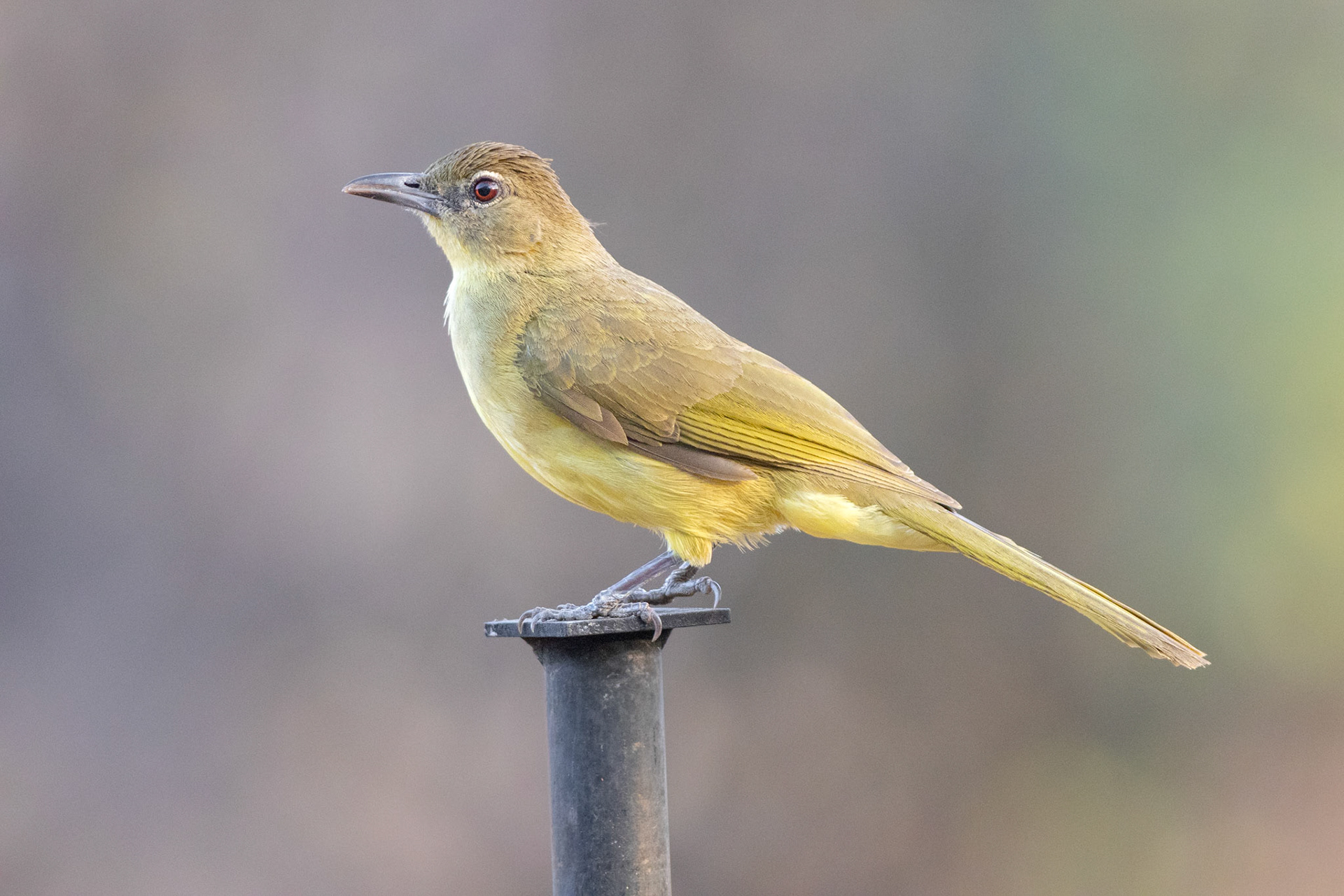 Yellow-bellied Greenbul (Punda Maria, Kruger National Park)