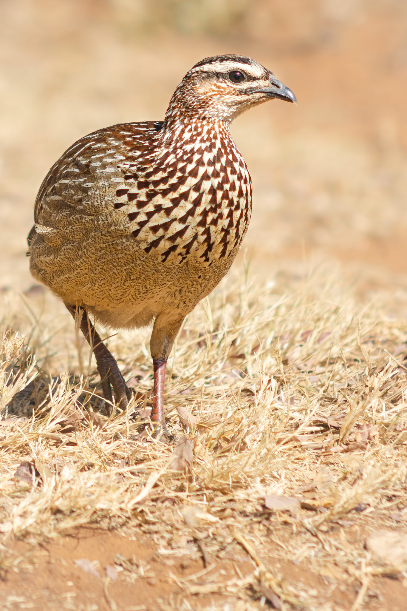Crested Francolin (Pilanesberg National Park)