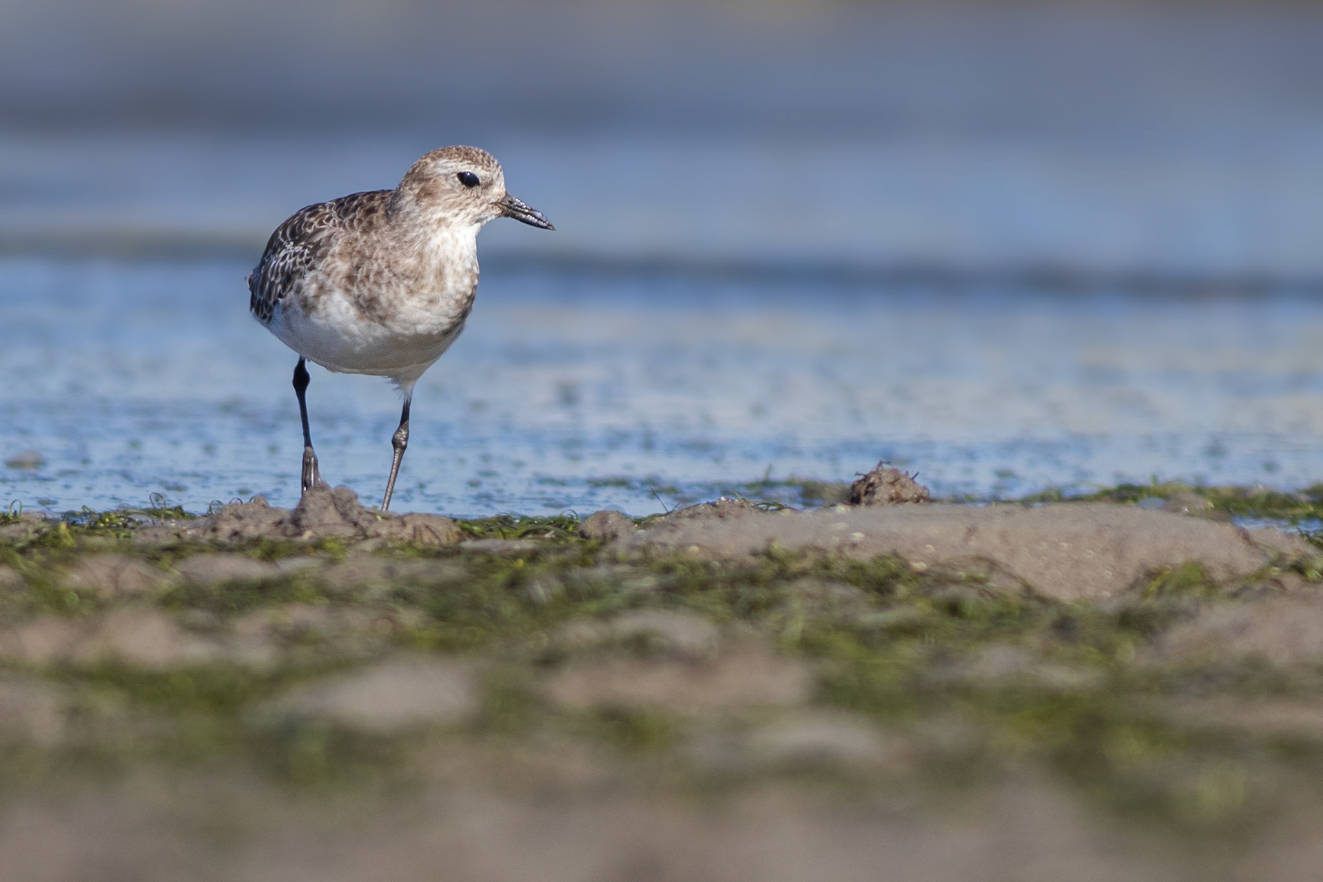 Grey Plover (Cape St Francis, Eastern Cape)