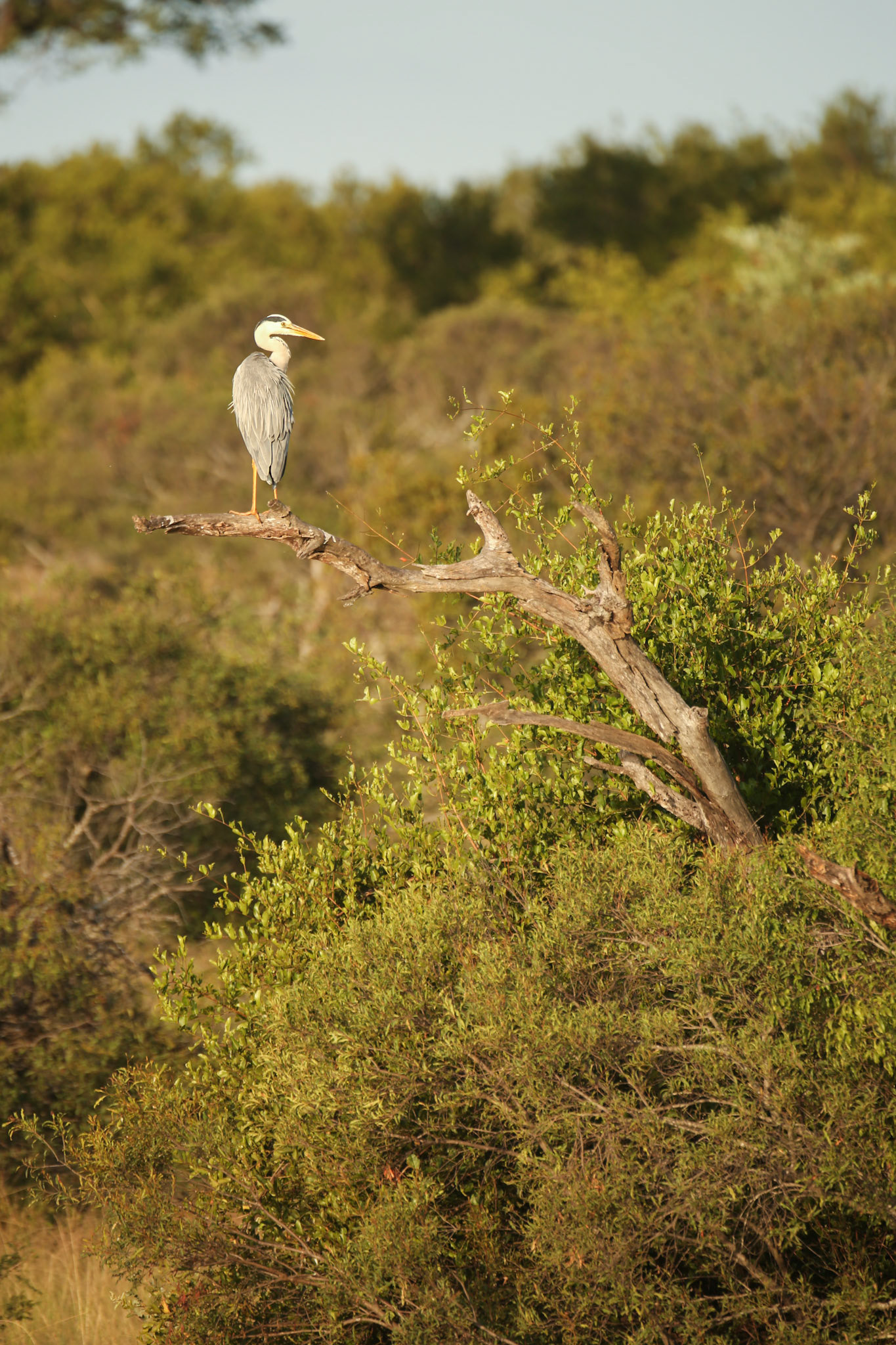 Grey Heron (Timbavati Private Nature Reserve)