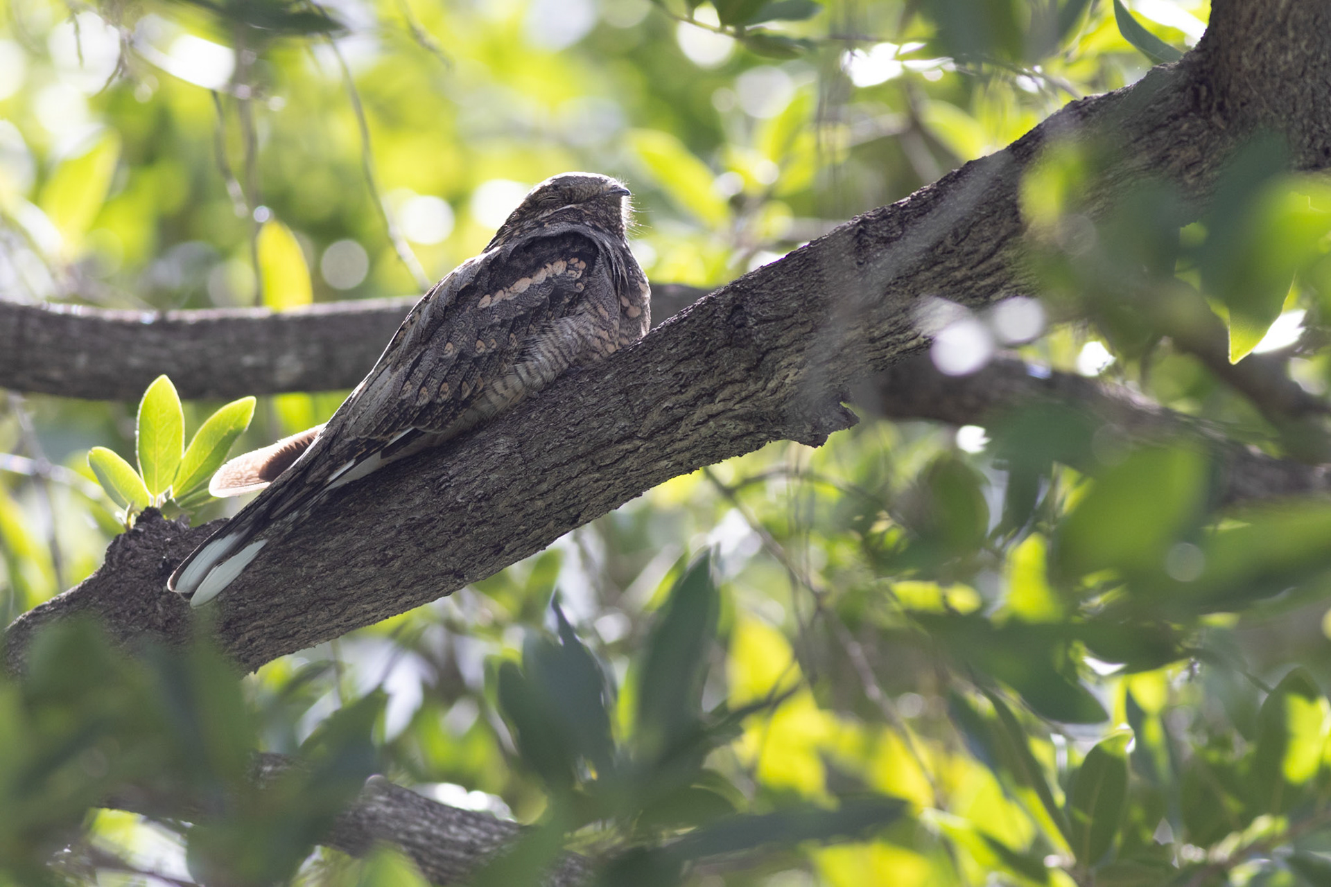 European Nightjar (Mopani, Kruger National Park)