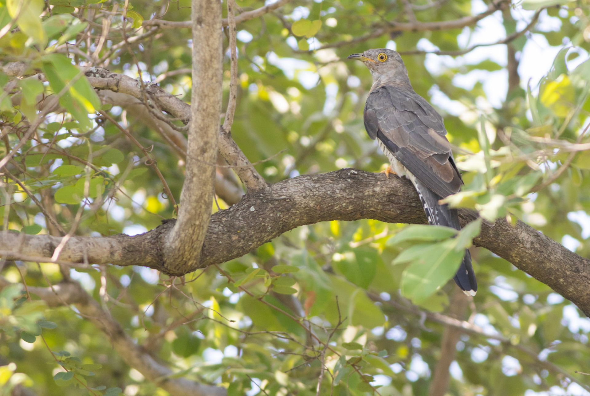 Common Cuckoo (Kruger National Park)