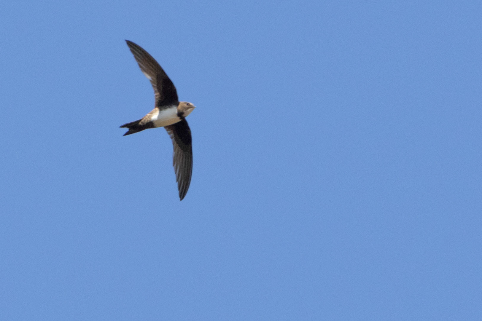 Alpine Swift (Wilge River Valley, Gauteng)