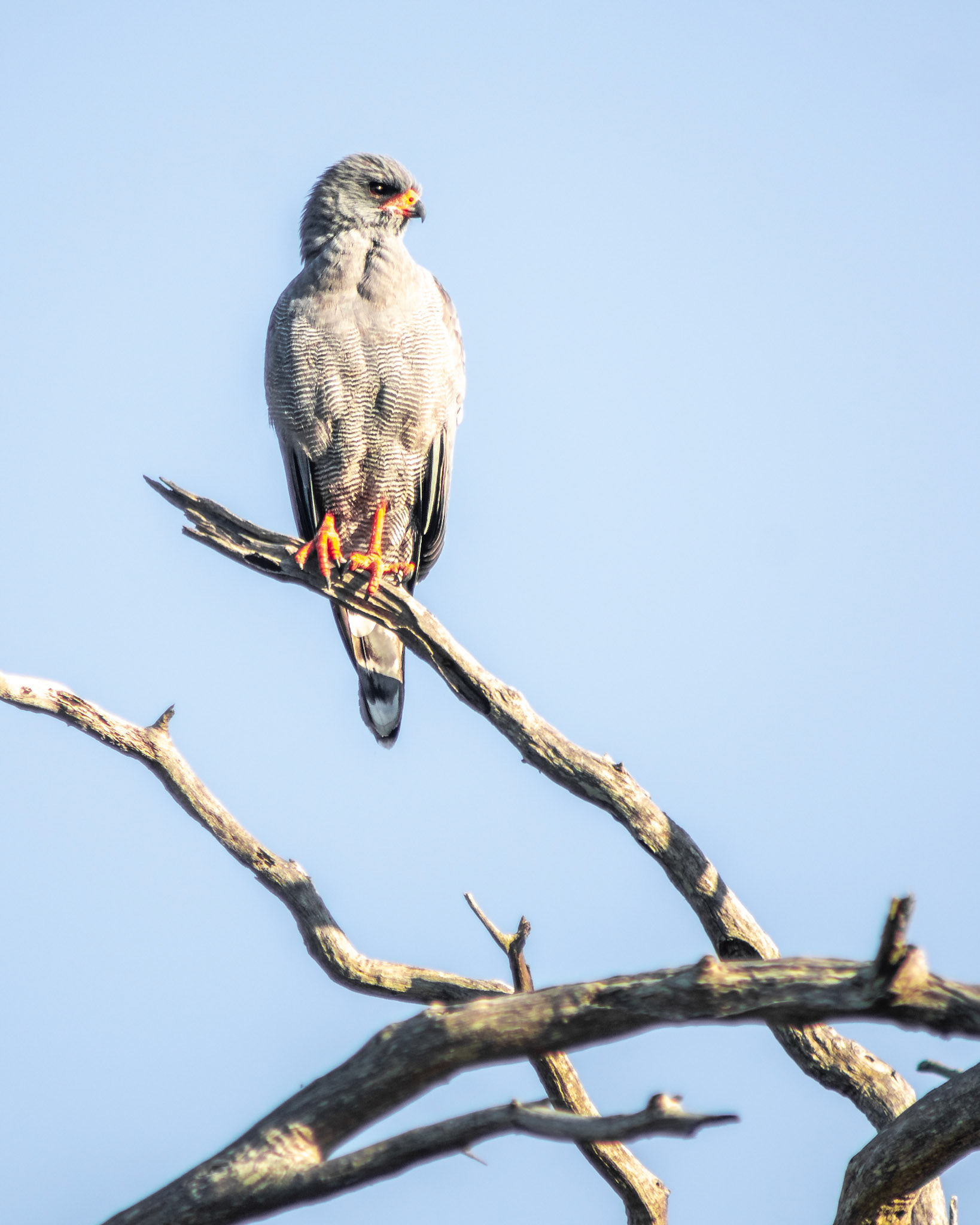 Dark Chanting Goshawk (Kruger National Park)