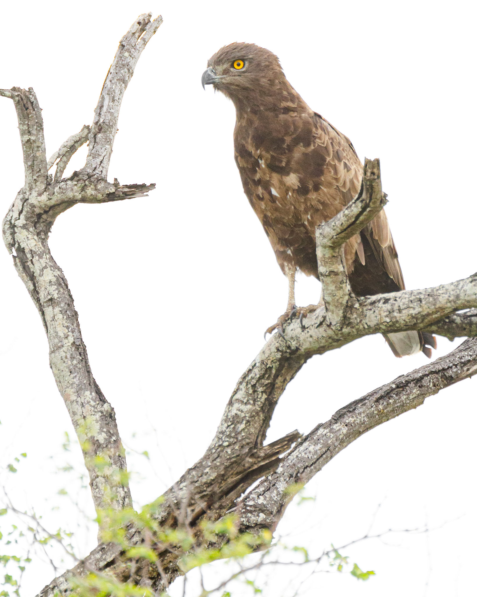 Brown Snake Eagle (Timbavati, Greater Kruger) 