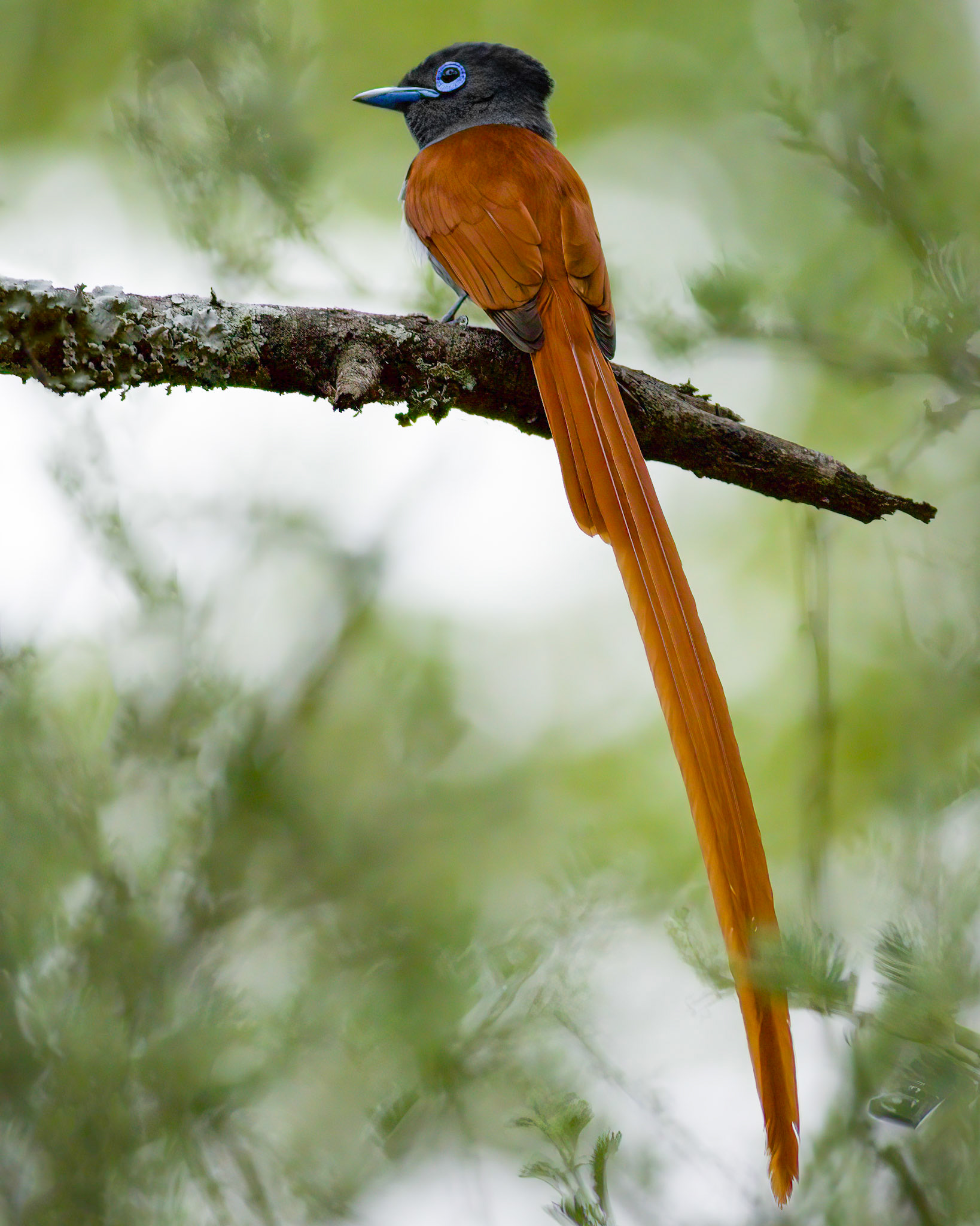 African Paradise Flycatcher (Kruger National Park)