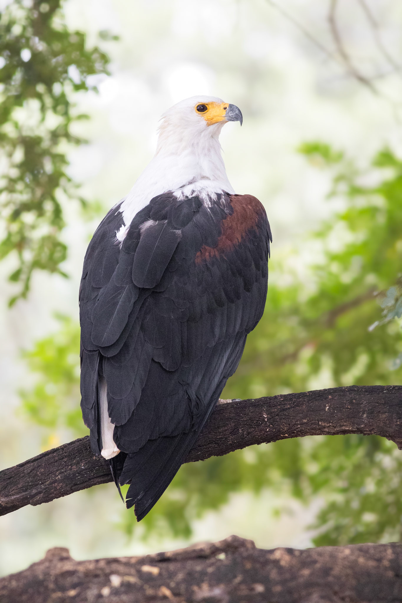 African Fish Eagle (Shingwedzi, Kruger National Park)