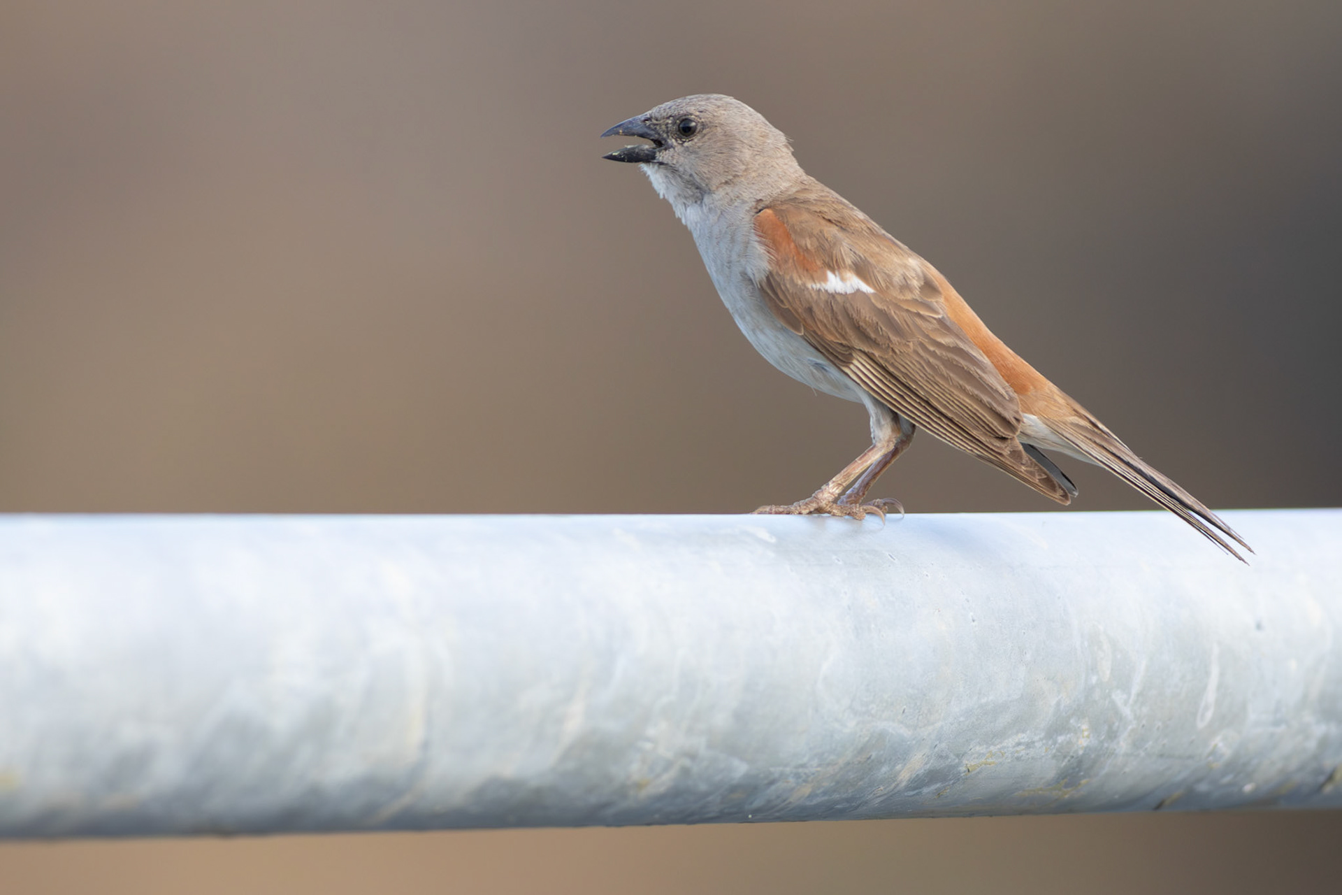 Southern Grey-headed Sparrow (Letaba, Kruger National Park)