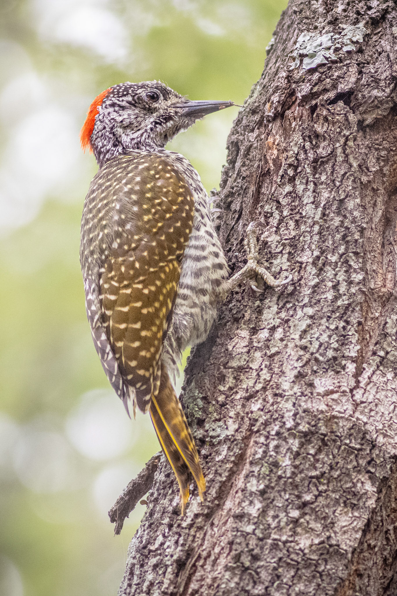 Golden-tailed Woodpecker (Kruger National Park)