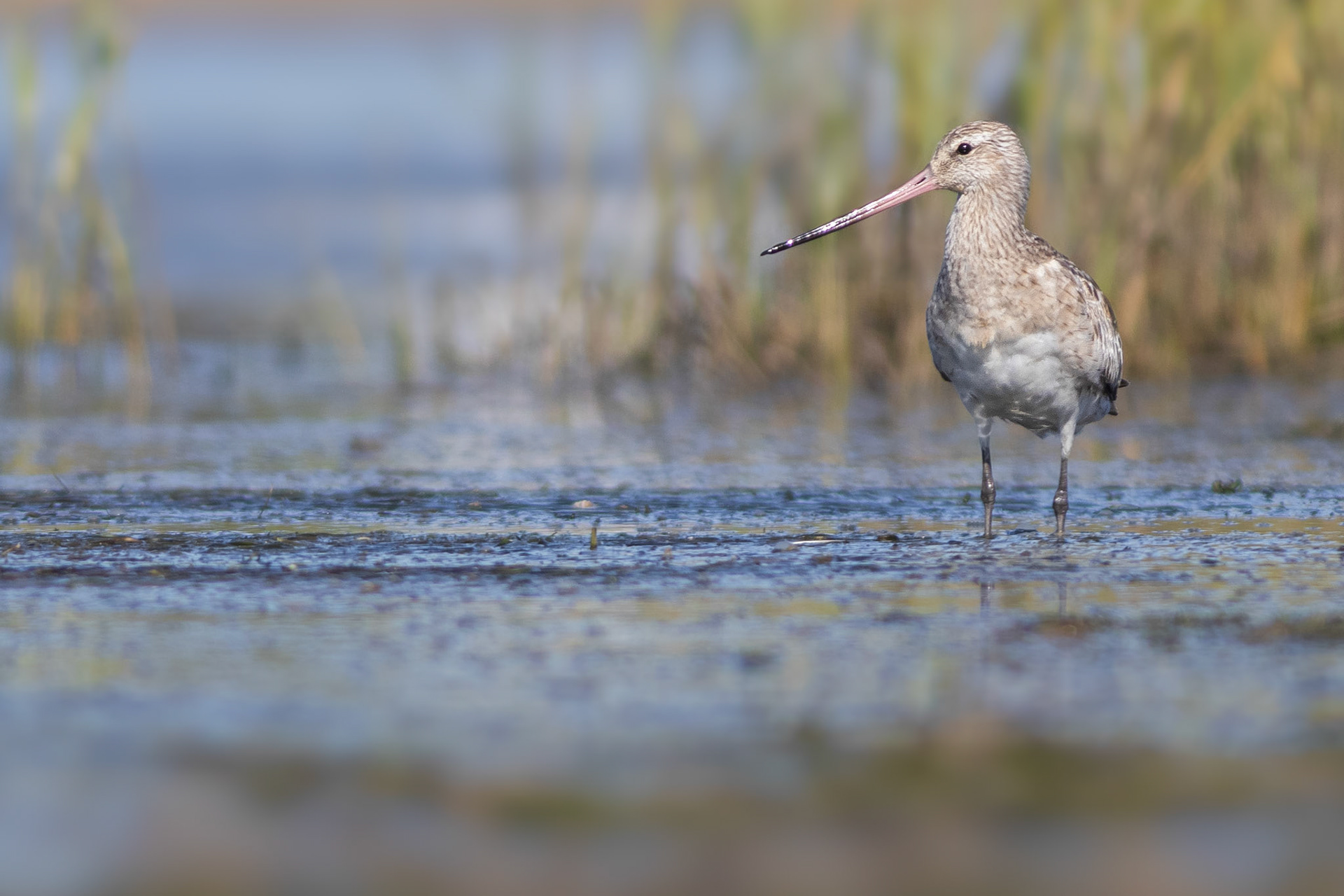 Bar-tailed Godwit (Cape St Francis, Eastern Cape)