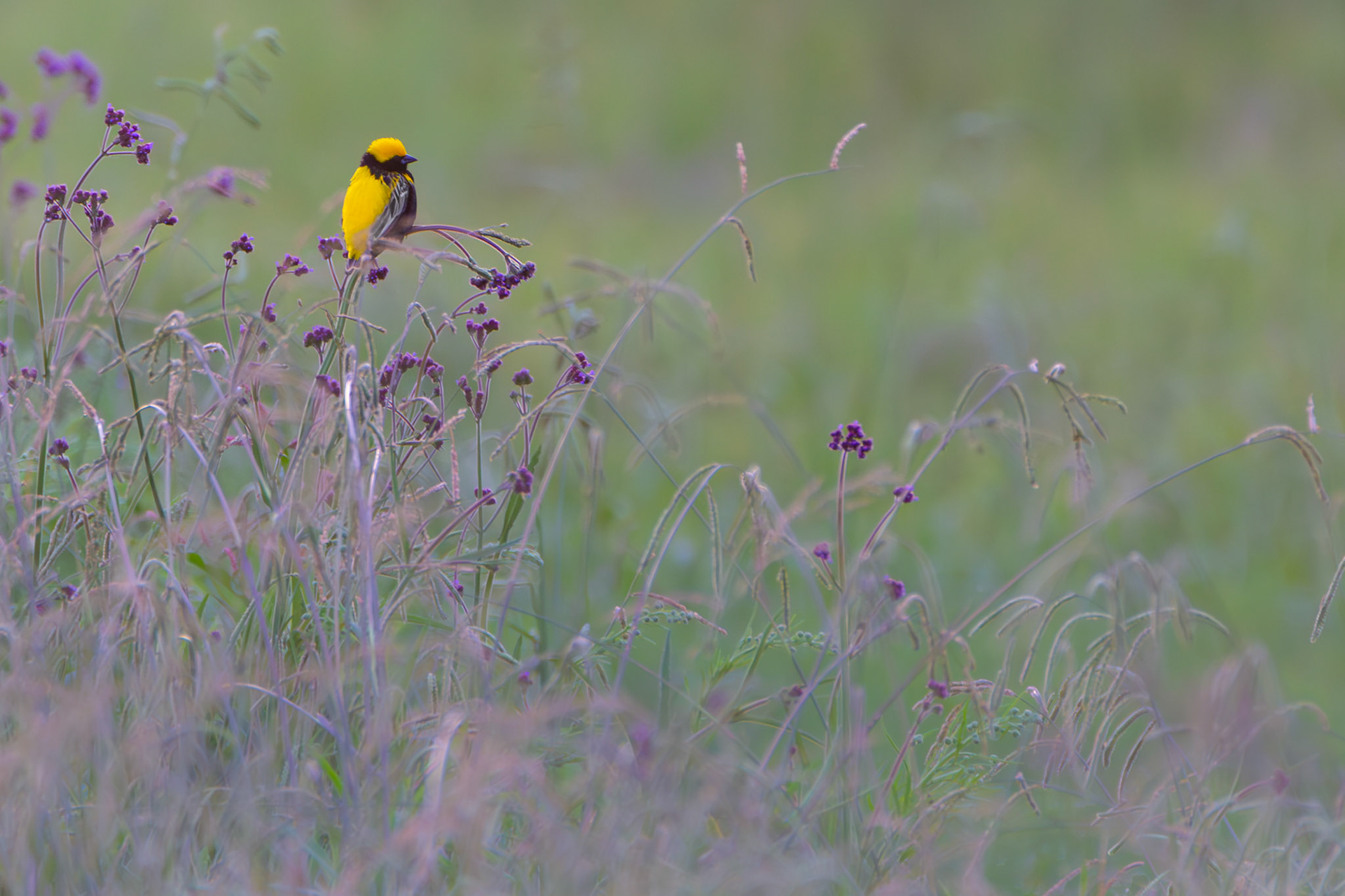 Yellow-crowned Bishop (Devon Grasslands, Gauteng)