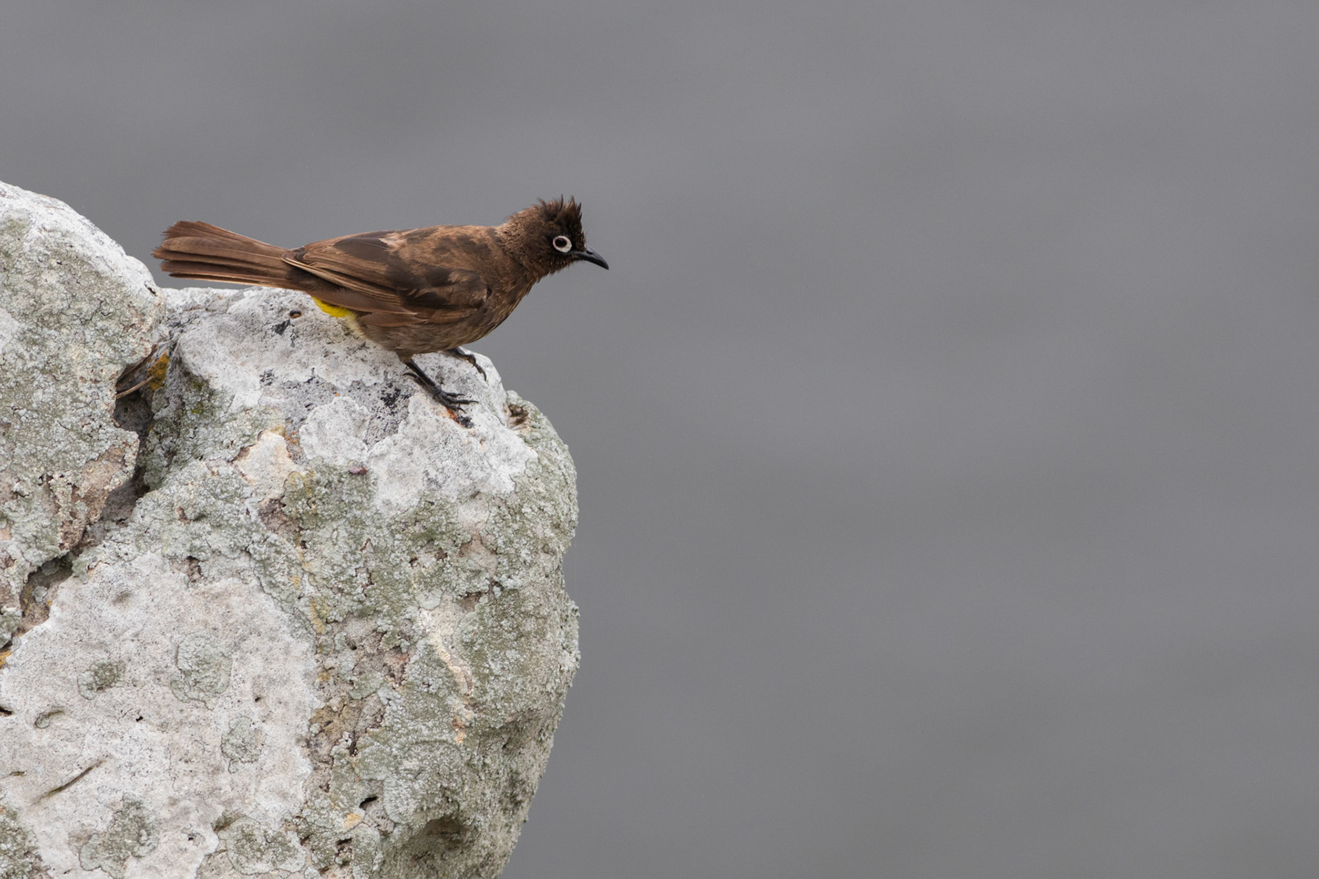 Cape Bulbul (Robberg Nature Reserve, Plettenberg Bay)