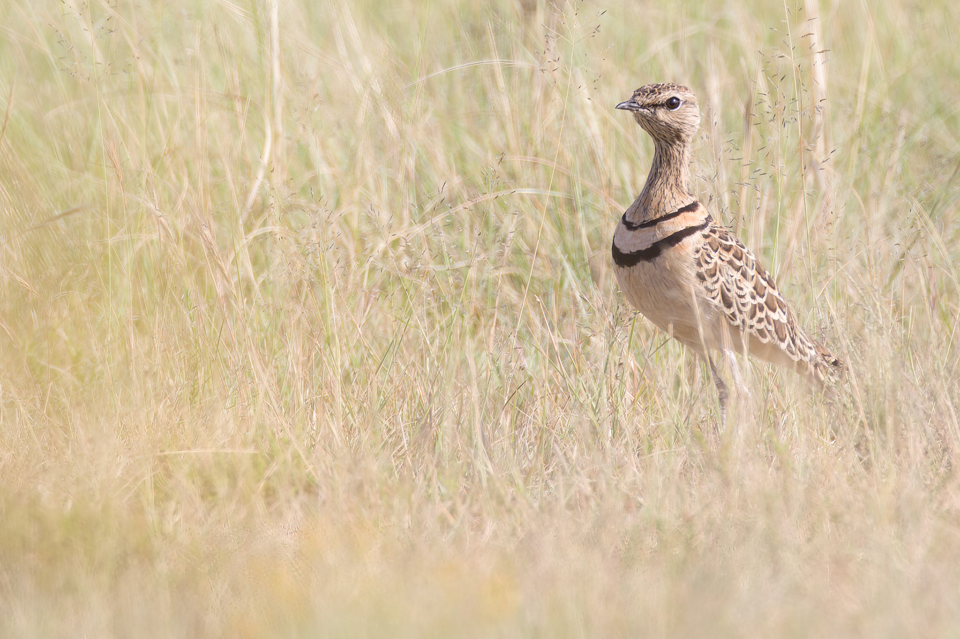 Double-banded Courser (Deneysville, Free State)