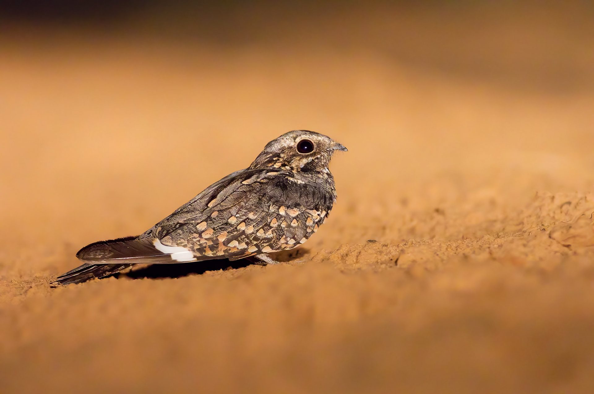 Rufous-cheeked Nightjar (Lalibela Kalahari Reserve, North West)