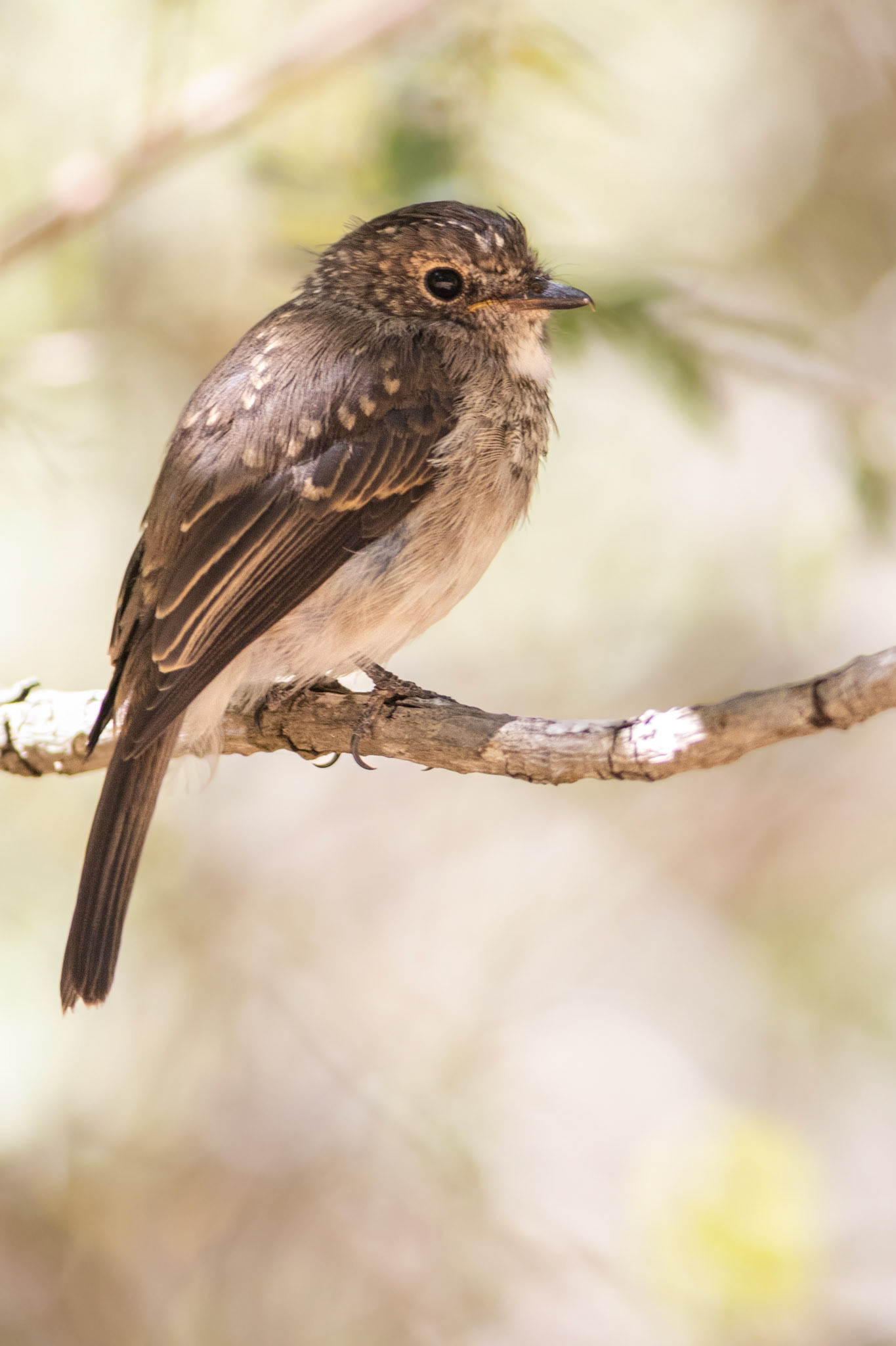 African Dusky Flycatcher (Paarl Rock Nature Reserve, Western Cape)