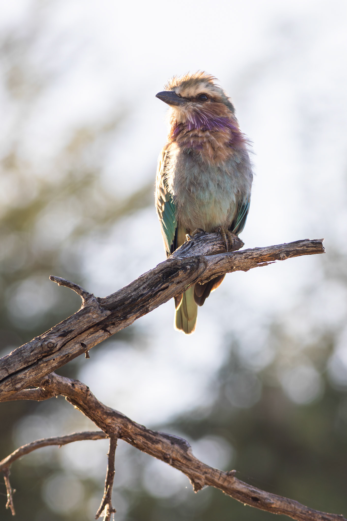 Lilac-breasted Roller (Lalibela Kalahari Reserve, North West)