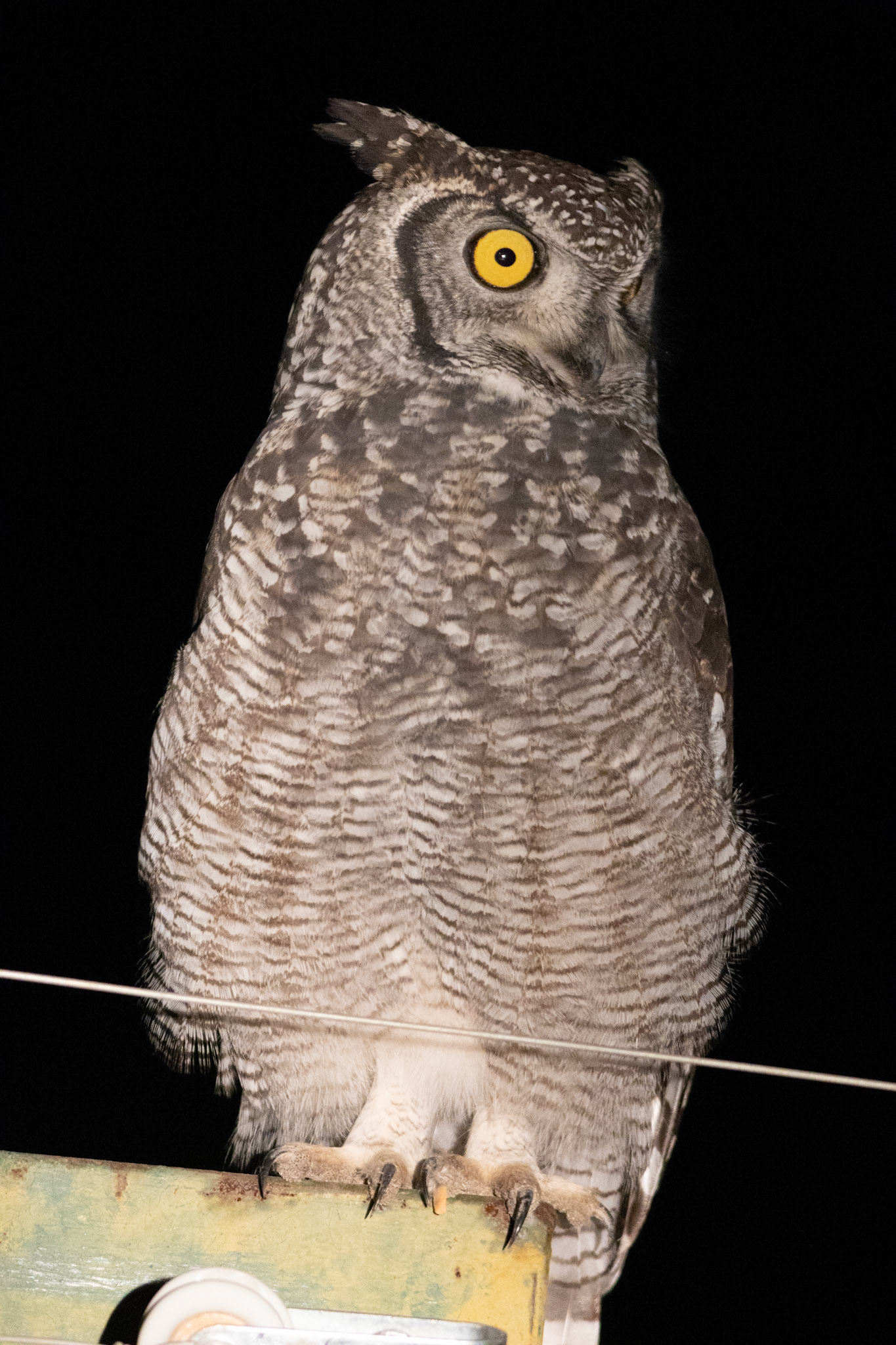 Spotted Eagle Owl (Tumbeta Private Game Reserve, Limpopo)