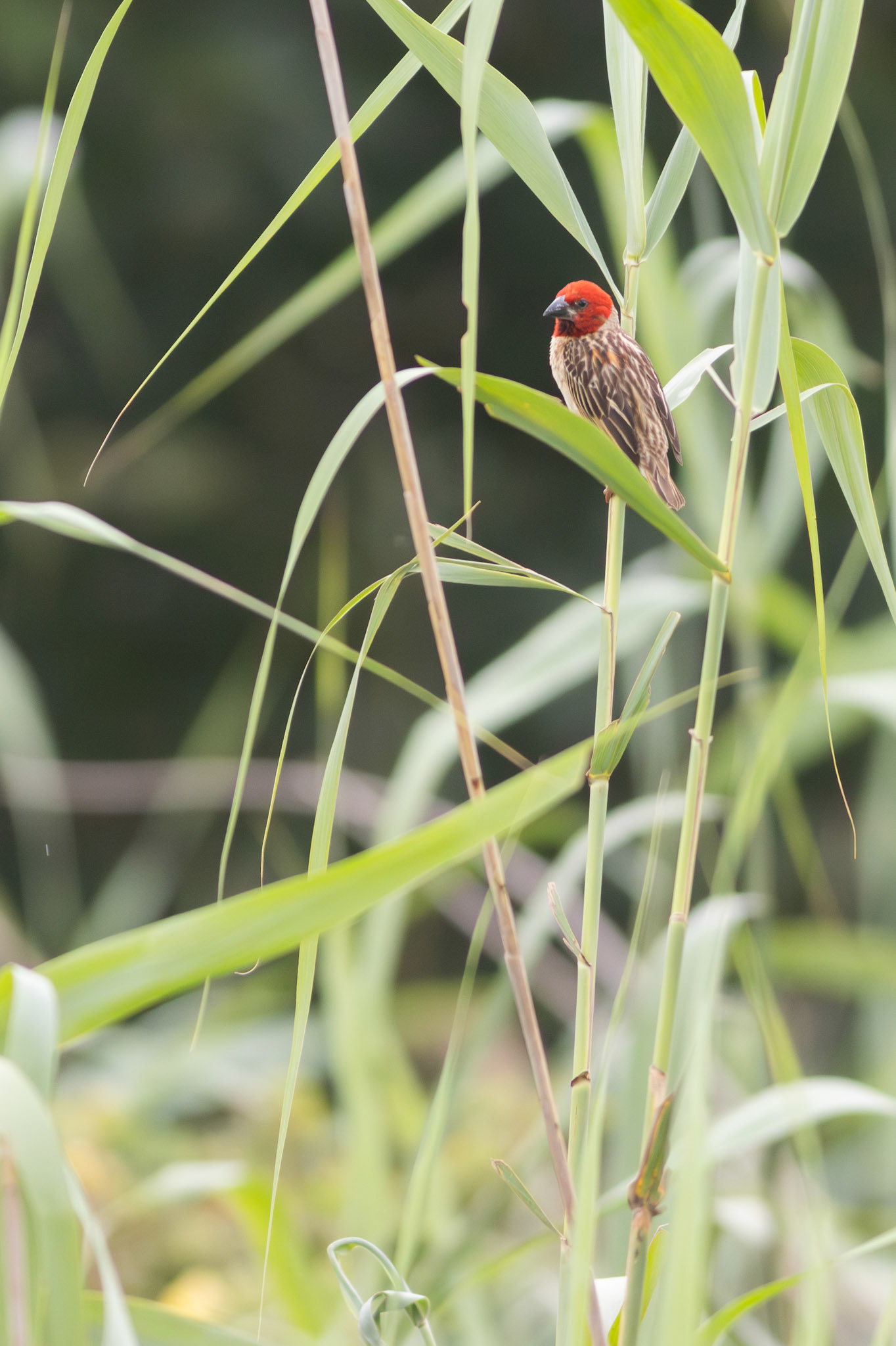 Red-headed Quelea (Mtunzini, Kwa-Zulu Natal)