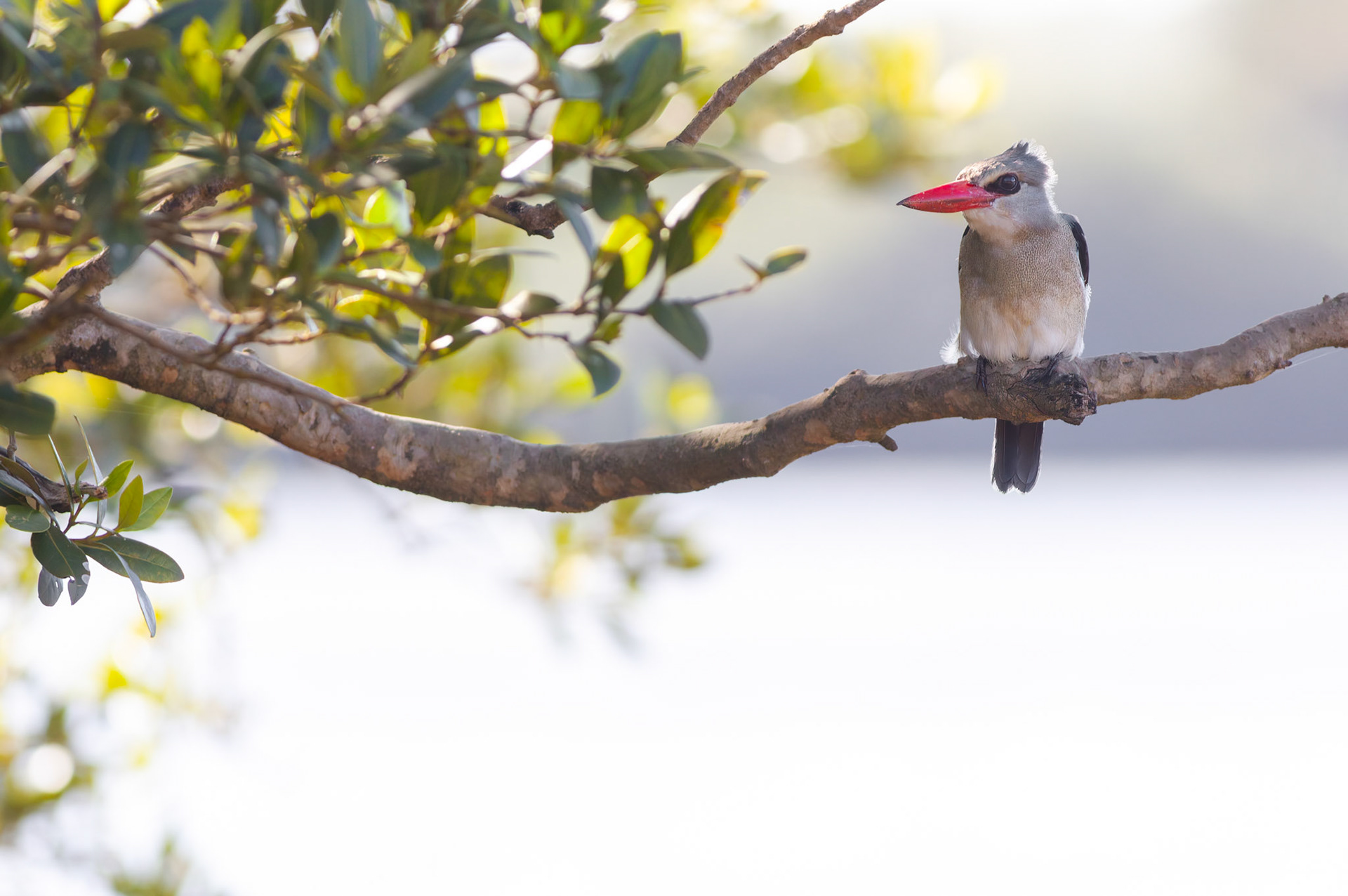 Mangrove Kingfisher (Mtunzini, Kwa-Zulu Natal)