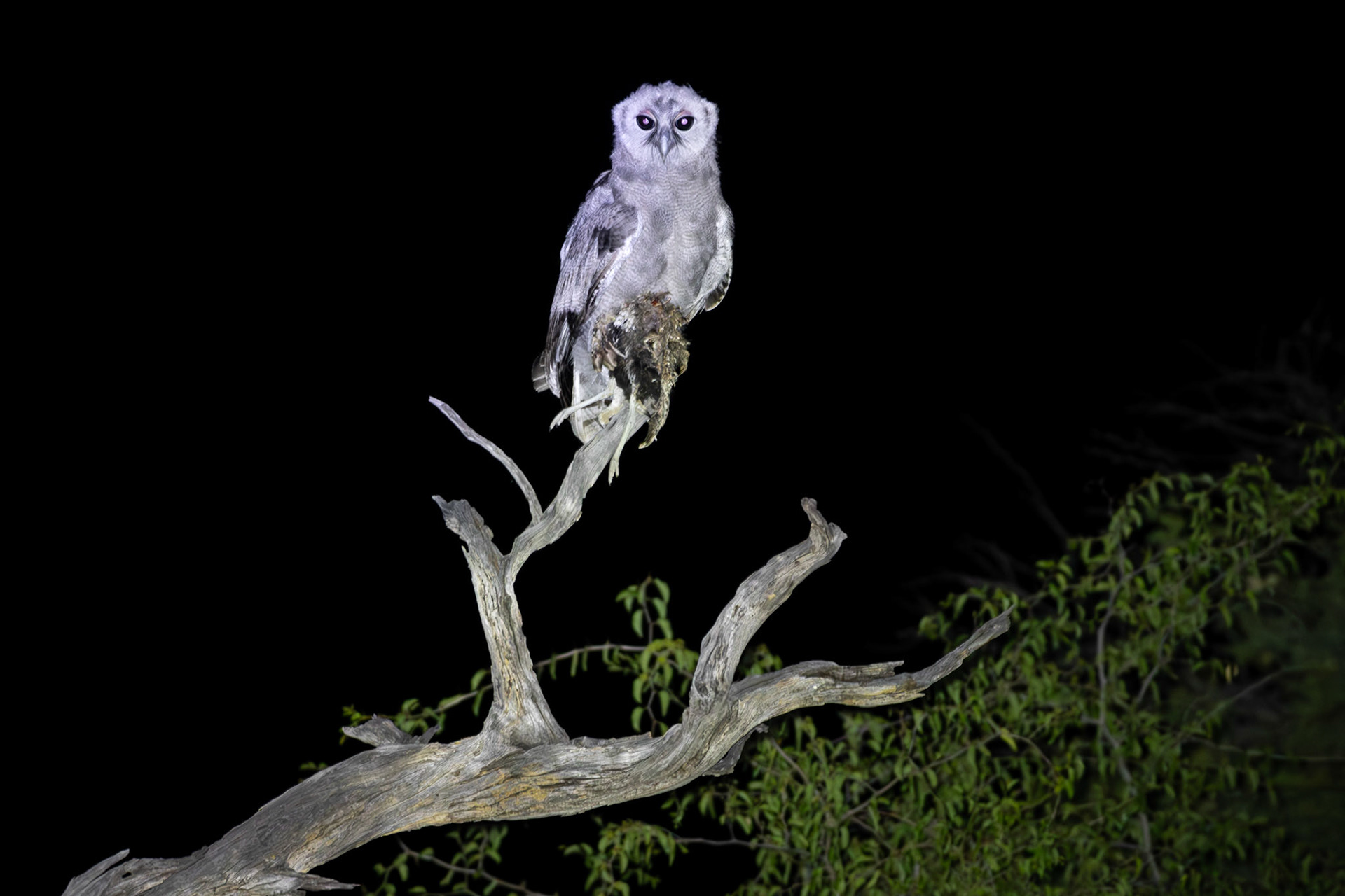 Verreaux's Eagle Owl (Lalibela Kalahari Reserve, North West)