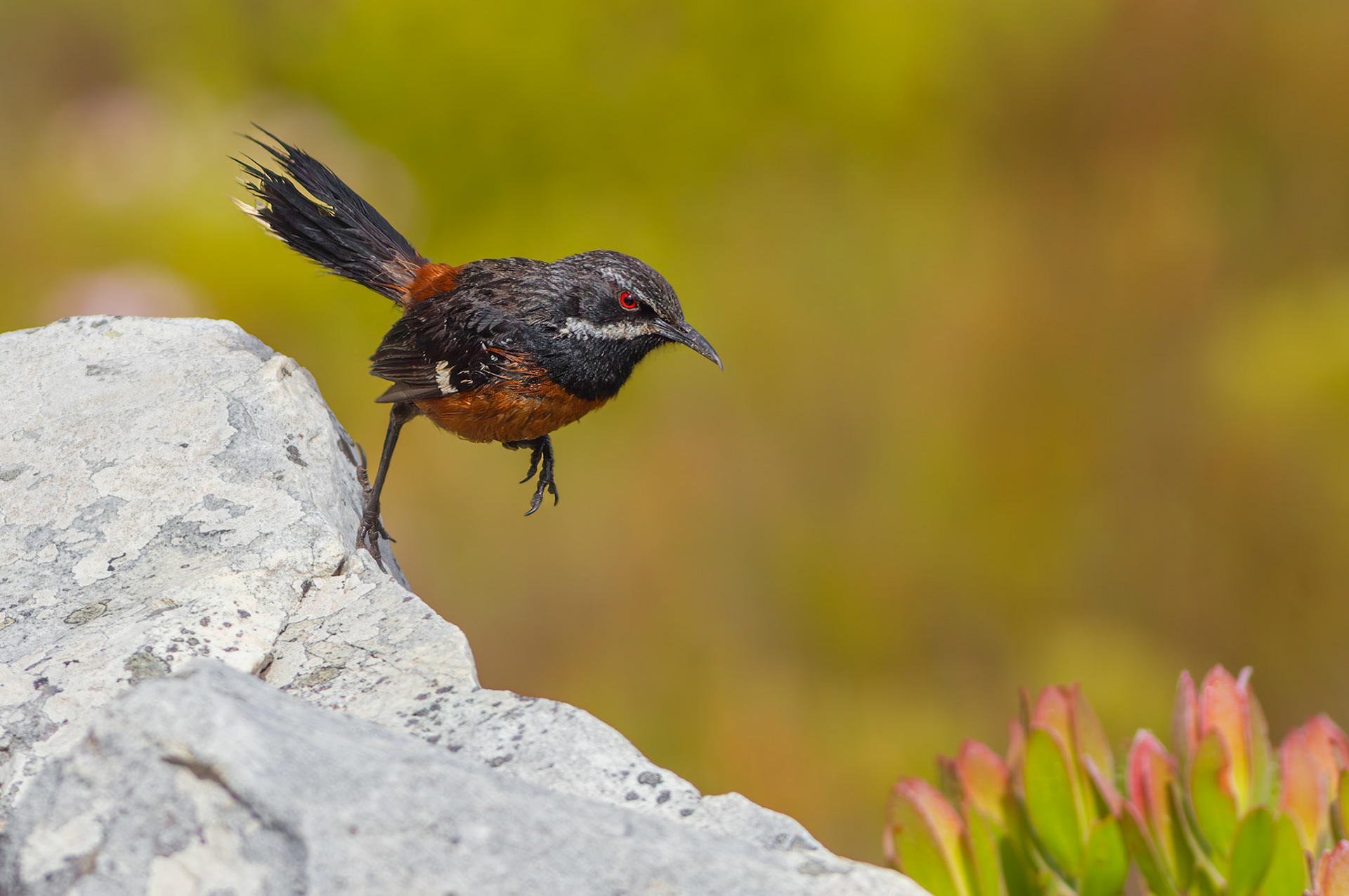 Cape Rockjumper (Rooi-Els, Western Cape)