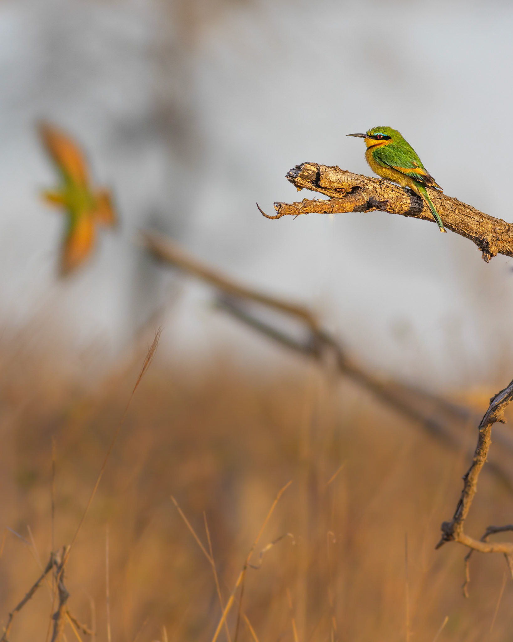Little Bee-eater (Kruger National Park)