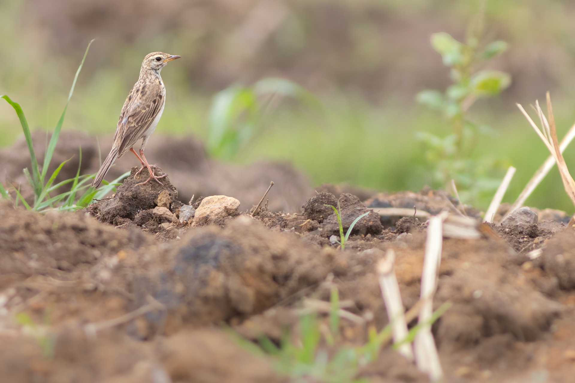 African Pipit (Mtunzini, Kwa-Zulu Natal)