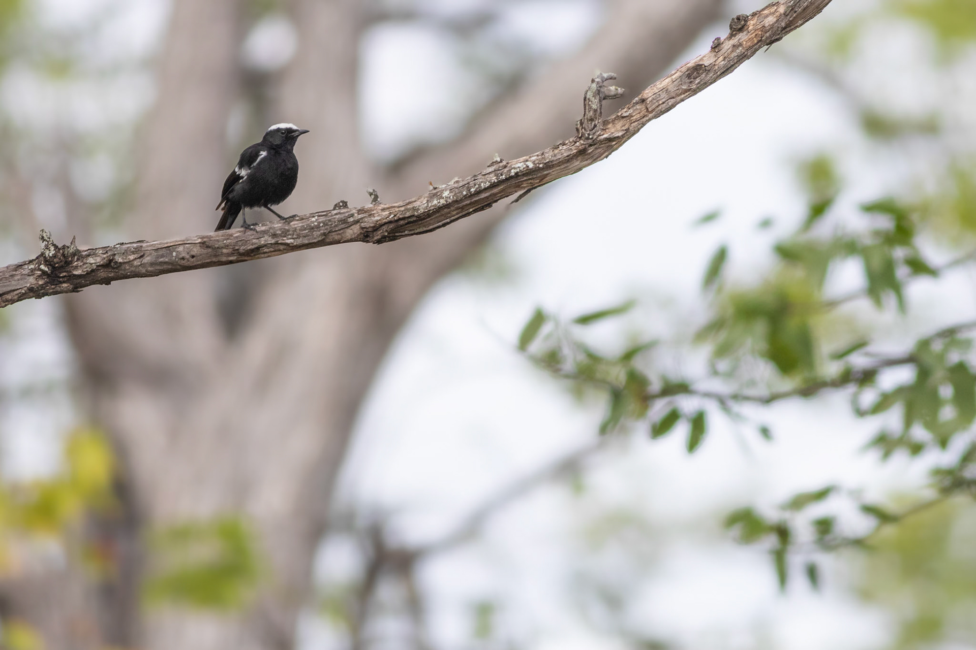 Arnot's Chat (Pafuri, Kruger National Park)