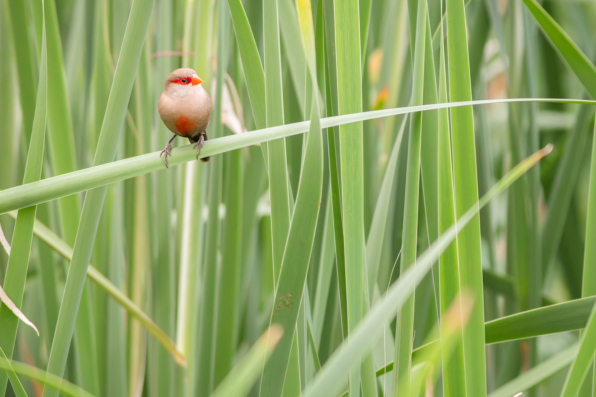 Common Waxbill (Johannesburg, Gauteng)