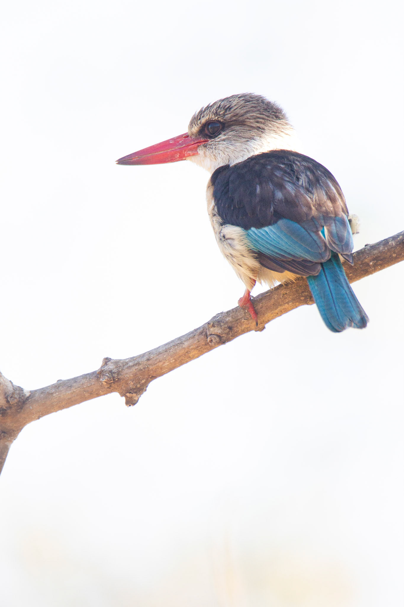 Brown-hooded Kingfisher (Kruger National Park)