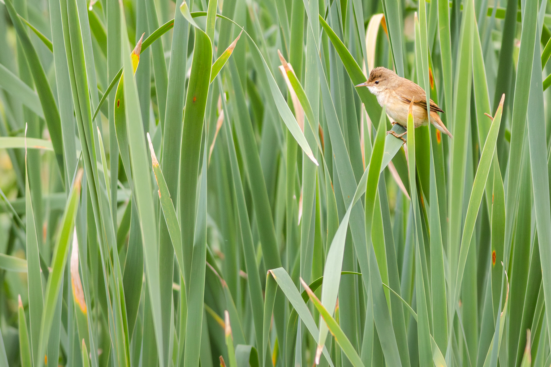 Common Reed Warbler (Johannesburg, Gauteng)