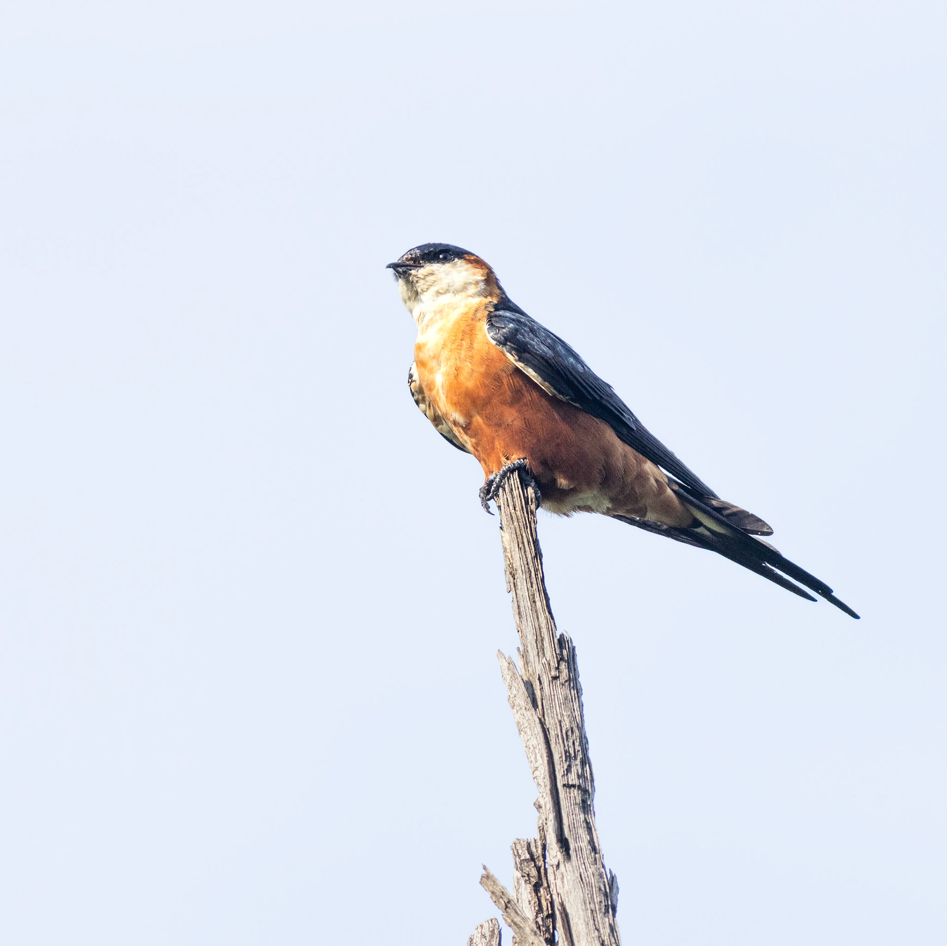 Mosque Swallow (Kruger National Park)
