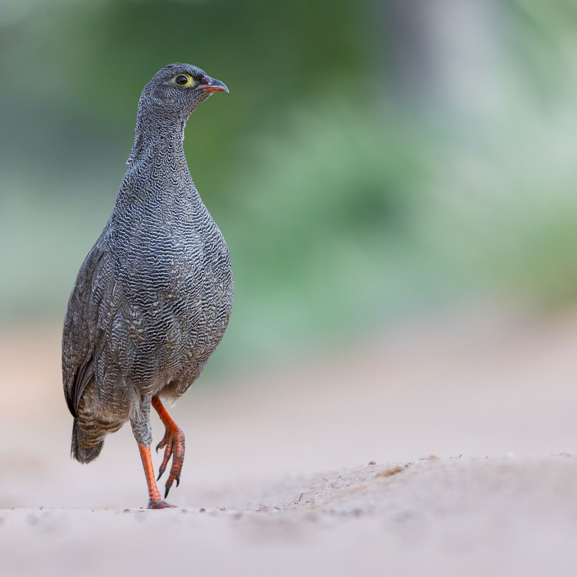 Red-billed Spurfowl (Lalibela Kalahari Reserve, North West)