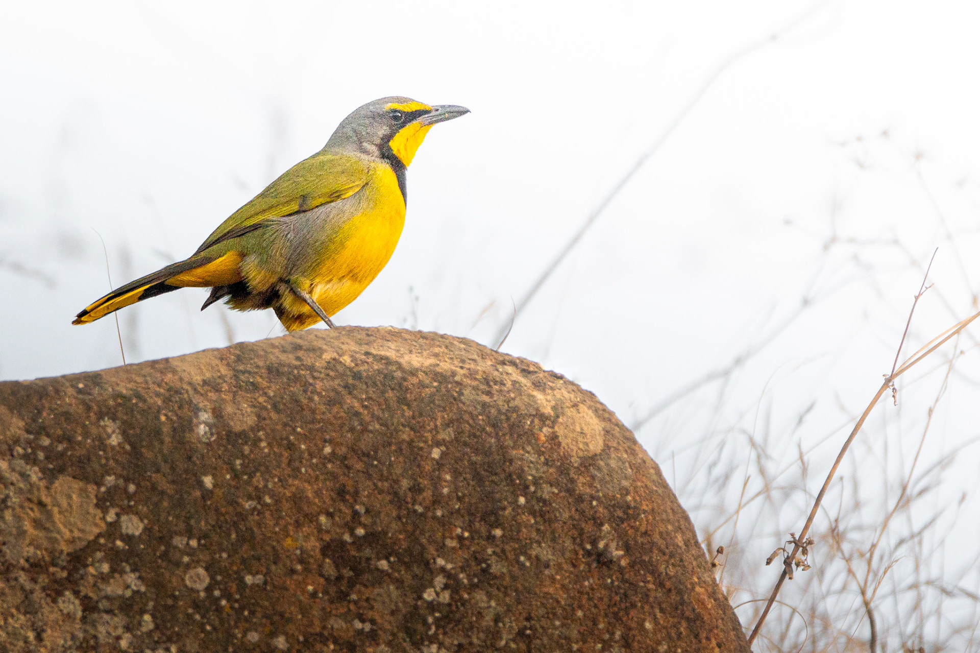 Bokmakierie (Underberg, Kwa-Zulu Natal)
