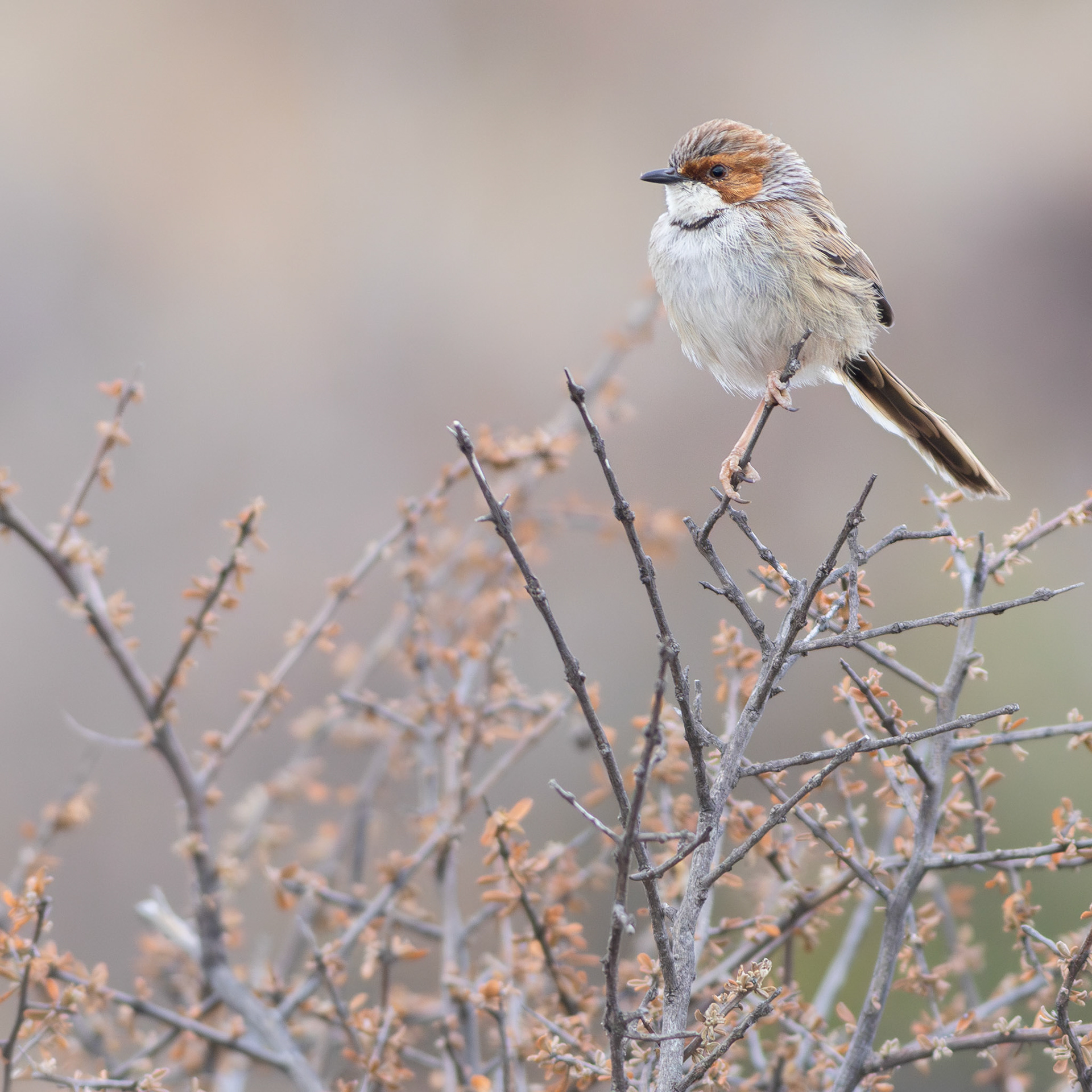Rufous-eared Warbler (Karoo National Park)