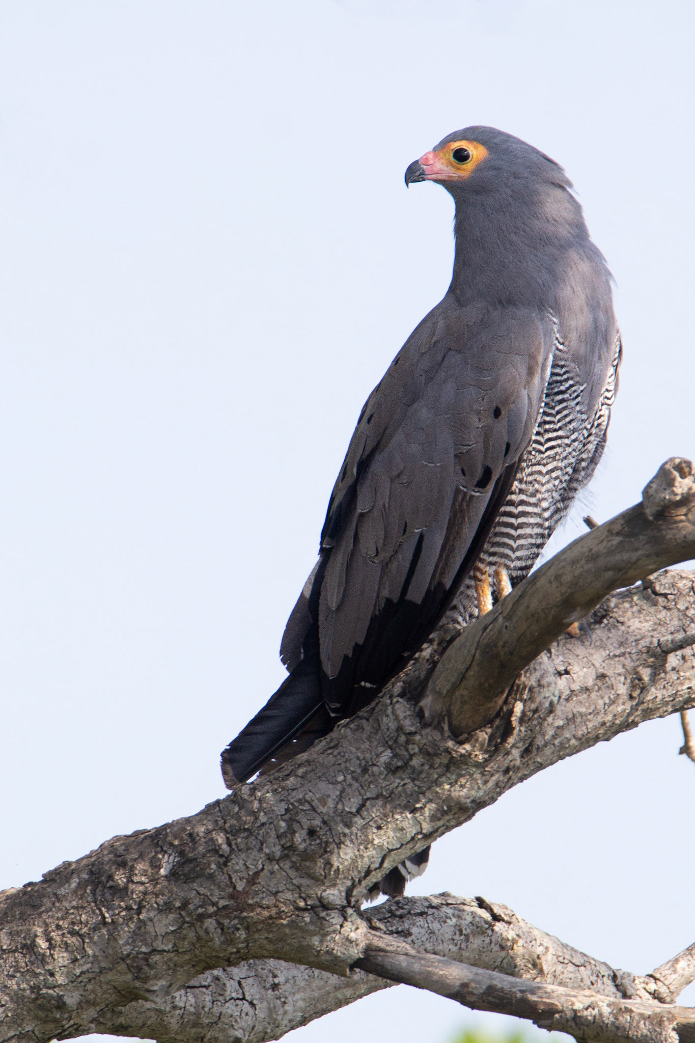 African Harrier Hawk (Kruger National Park)