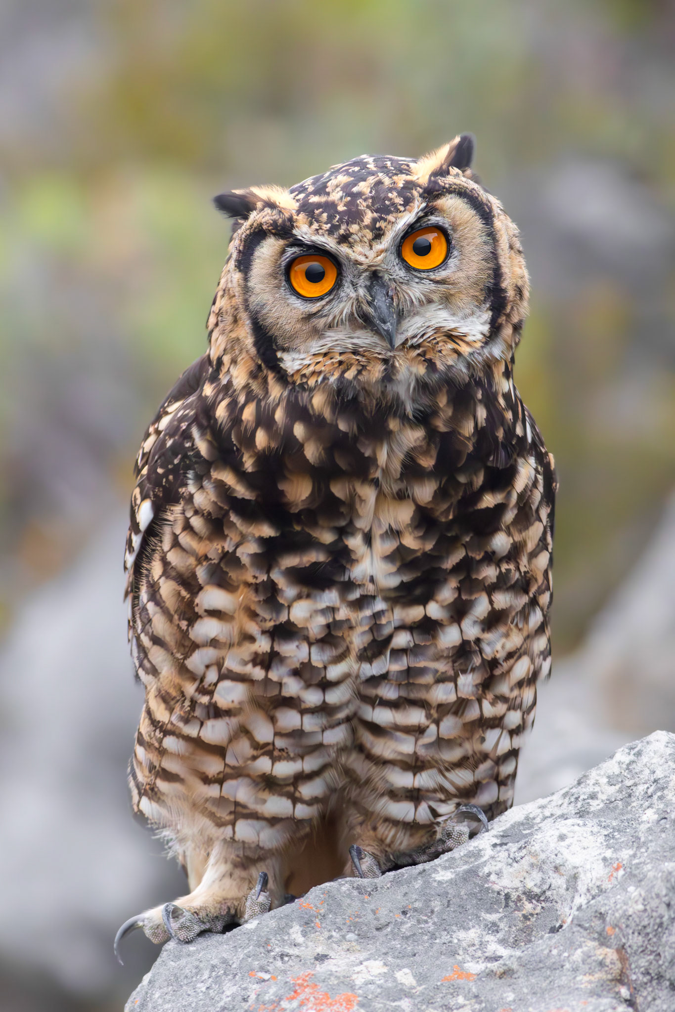 Cape Eagle Owl (Pringle Bay, Western Cape)