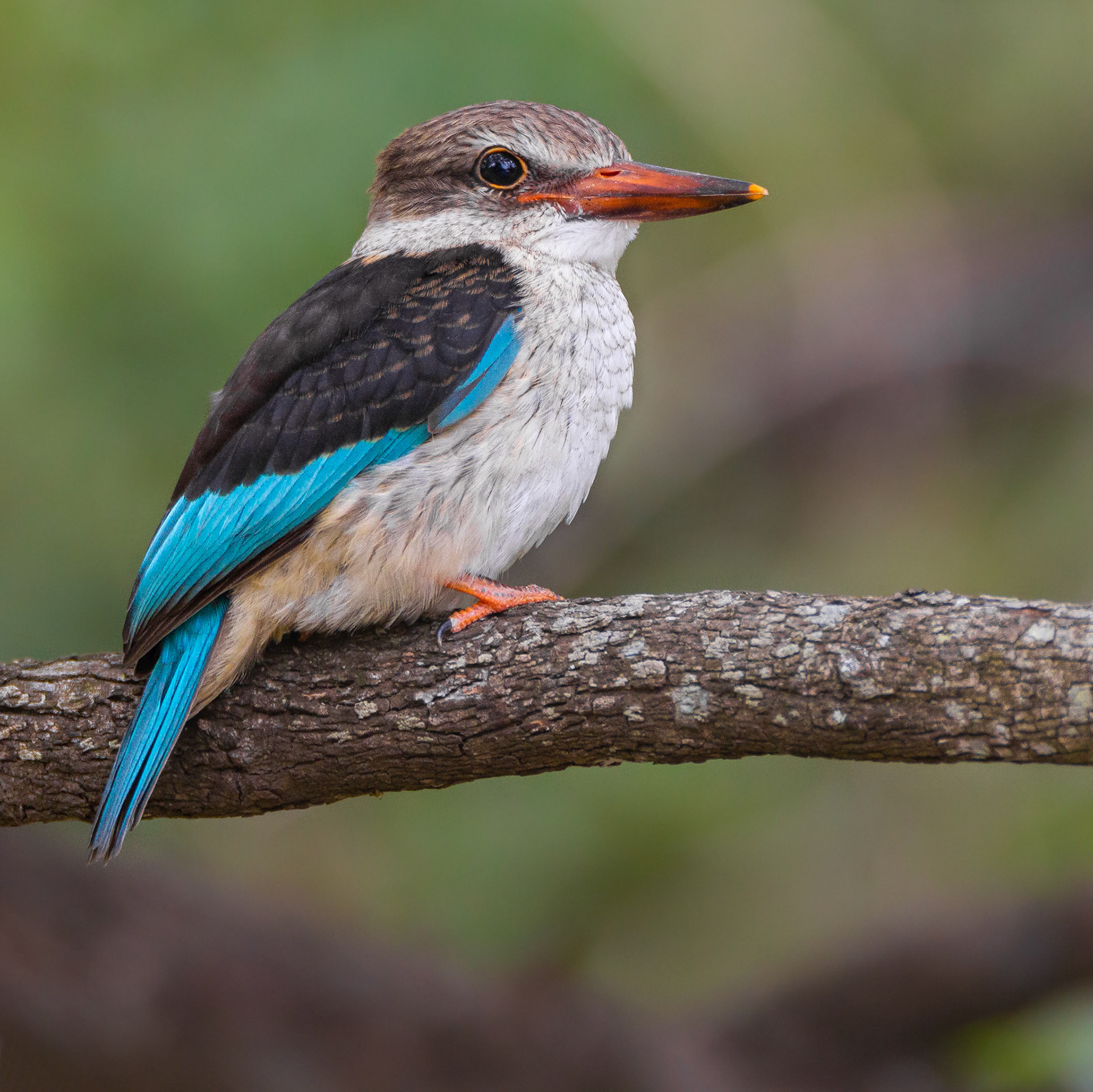 Brown-hooded Kingfisher (Kruger National Park)