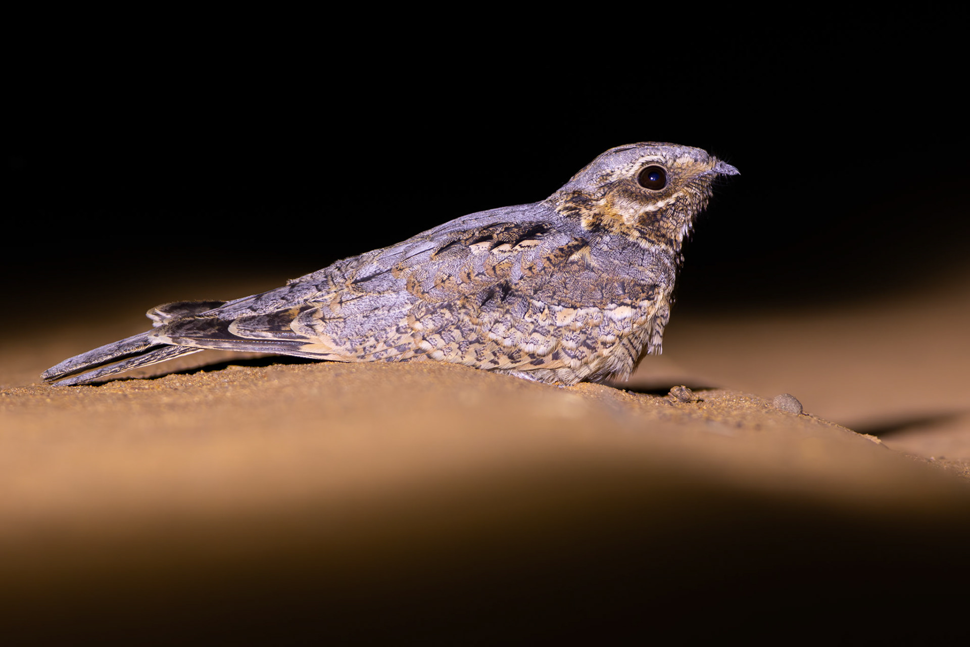 Rufous-cheeked Nightjar (Lalibela Kalahari Reserve, North West)