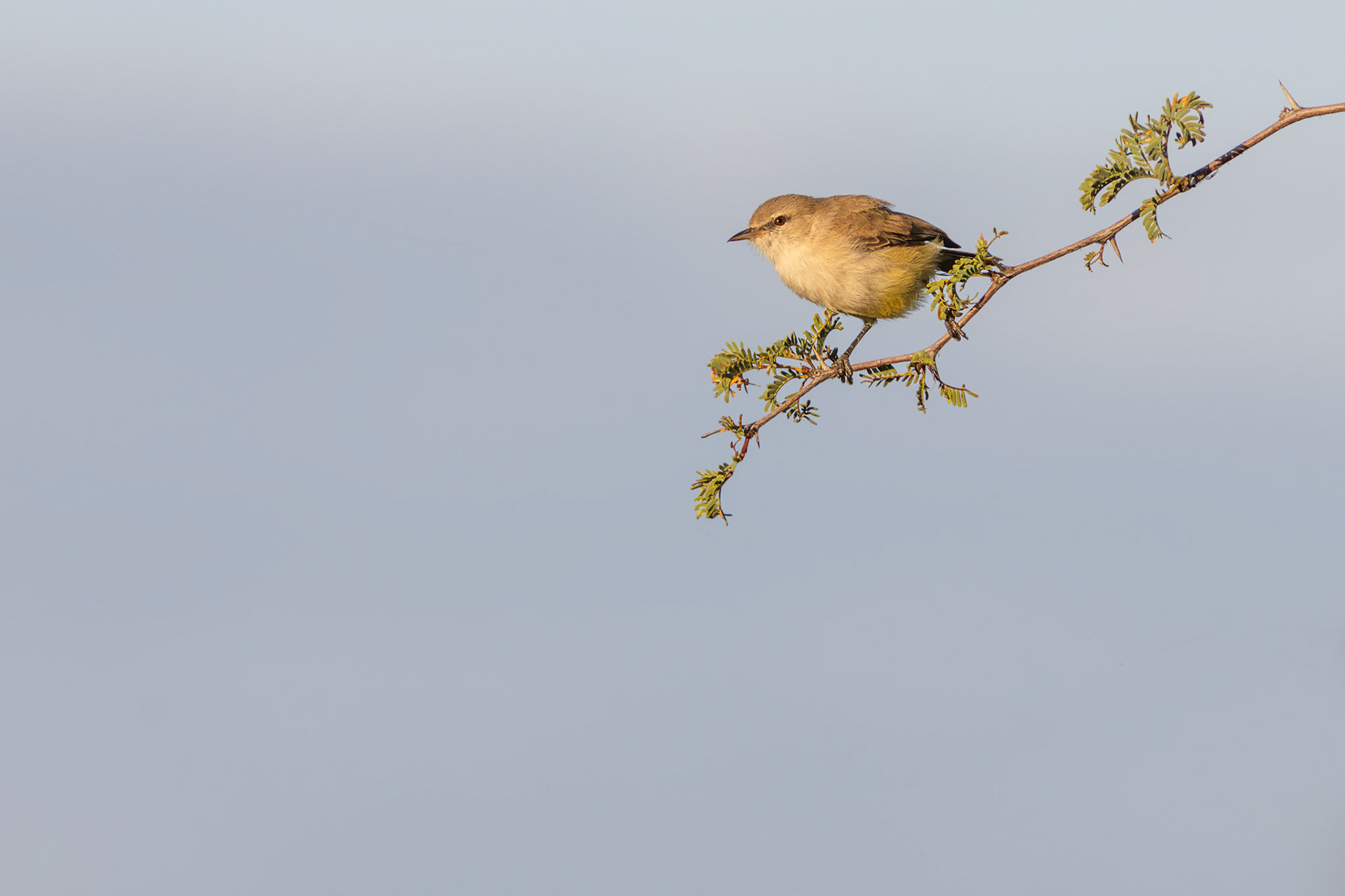 Yellow-bellied Eremomela (Lalibela Kalahari Reserve, North West)