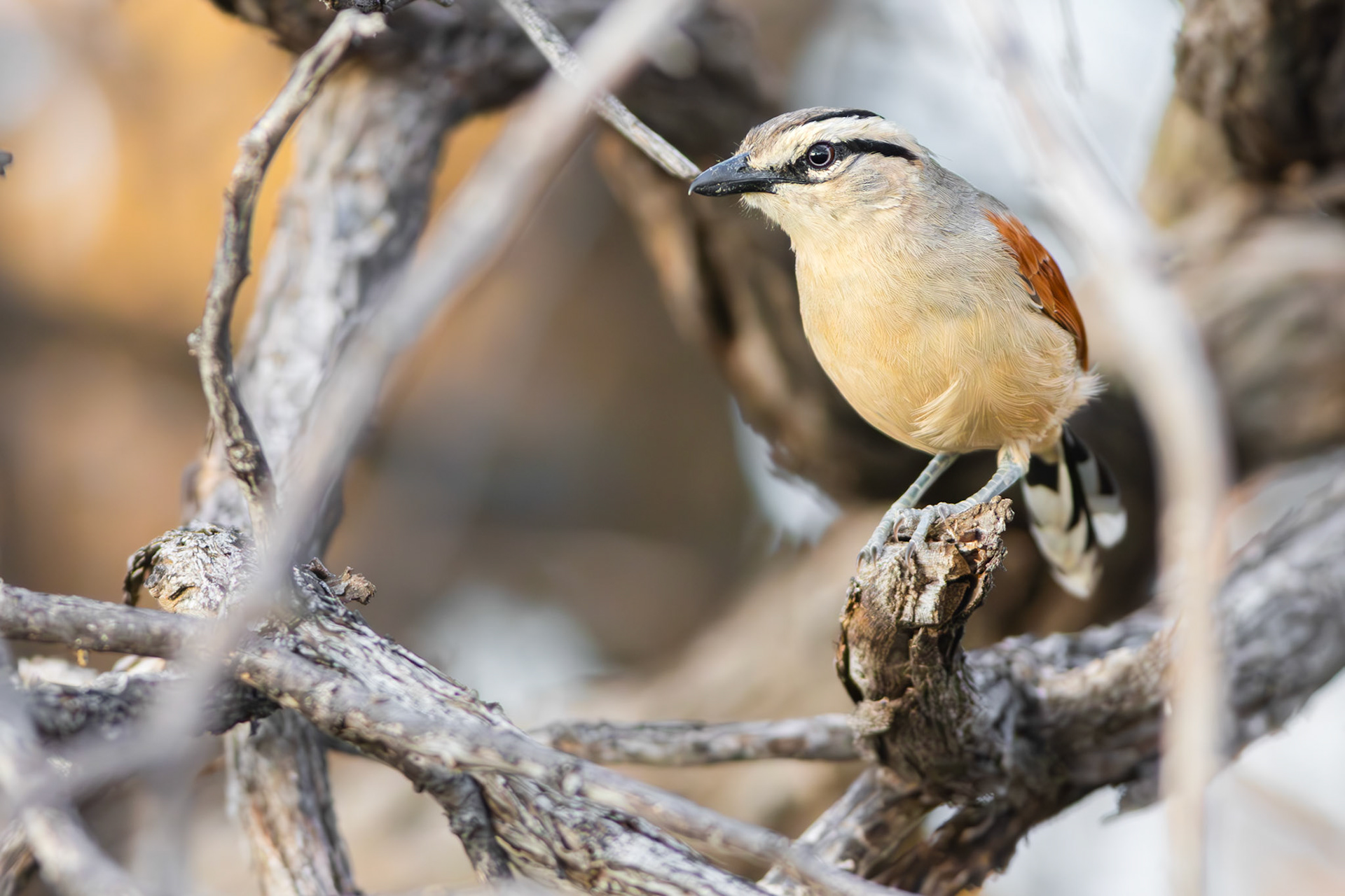 Brown-crowned Tchagra (Lalibela Kalahari Reserve, North West)