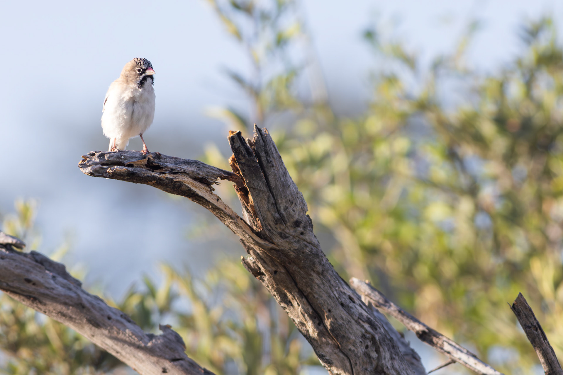 Scaly-feathered Weaver (Lalibela Kalahari Reserve, North West)