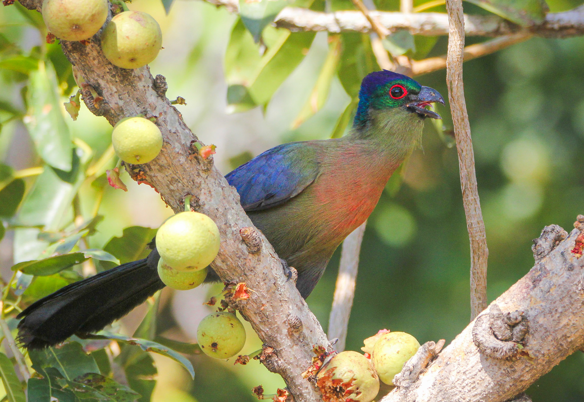 Purple-crested Turaco (Kruger National Park)
