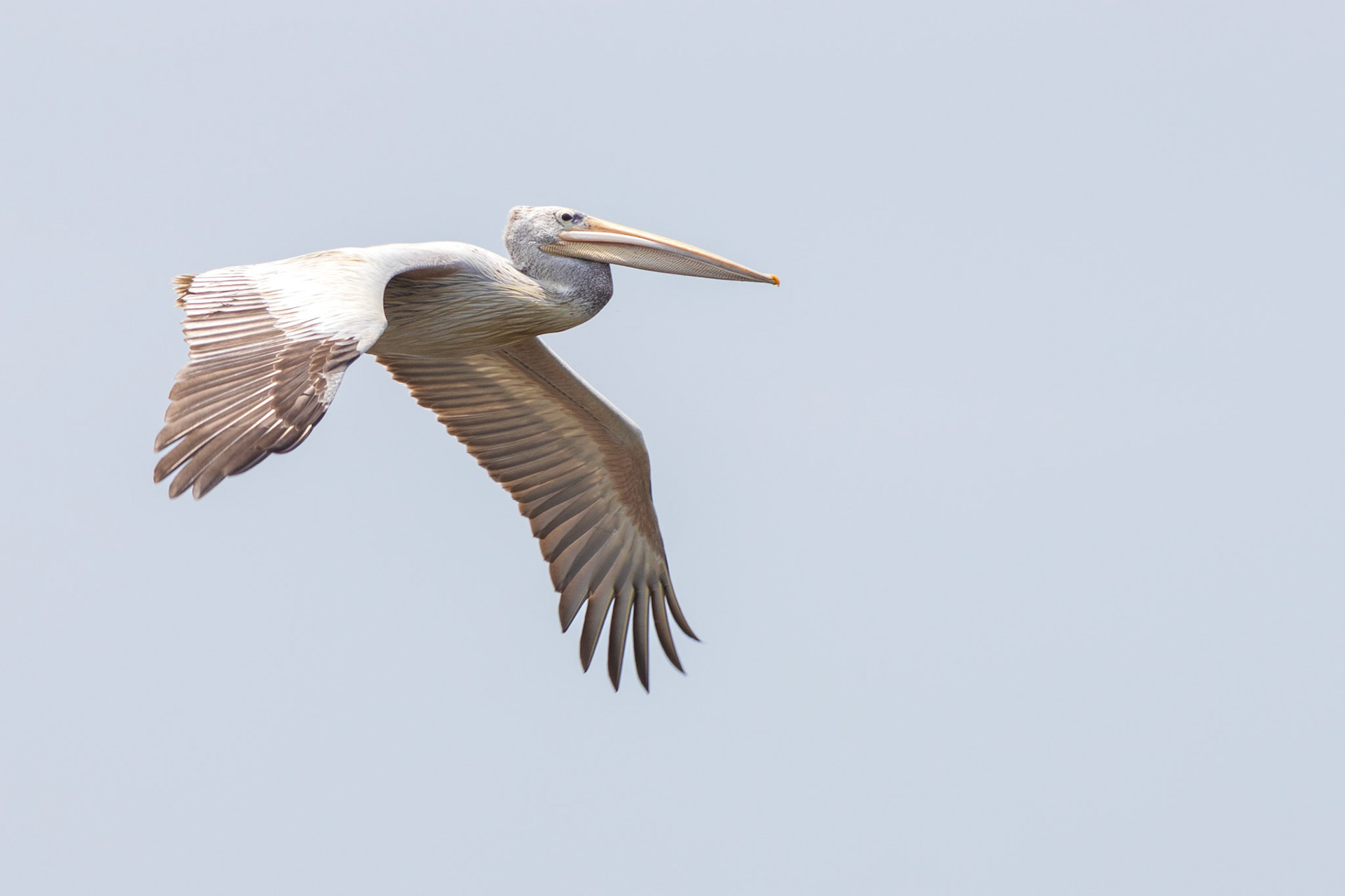 Pink-backed Pelican (Mkuze Game Reserve, Kwa-Zulu Natal)