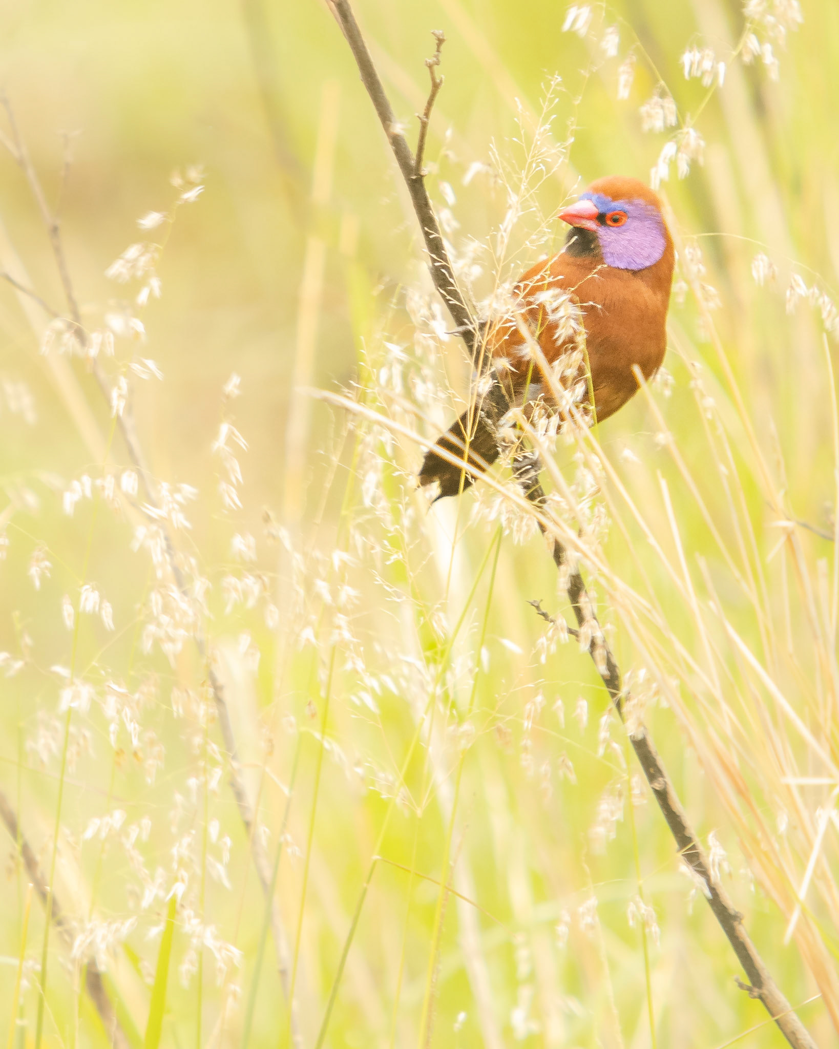 Violet-eared Waxbill (Pilanesberg National Park)