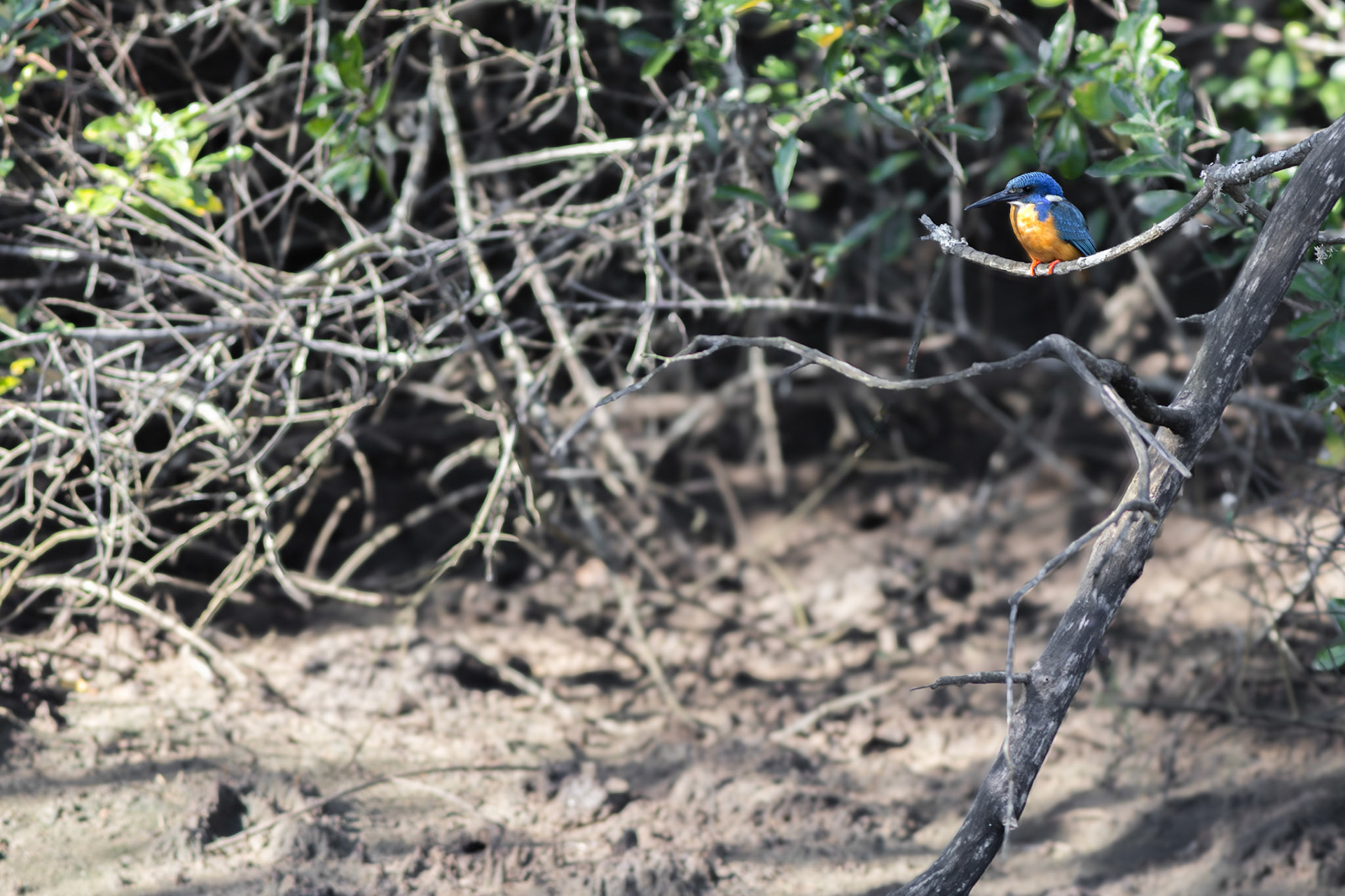 Half-collared Kingfisher (Mtunzini, Kwa-Zulu Natal)